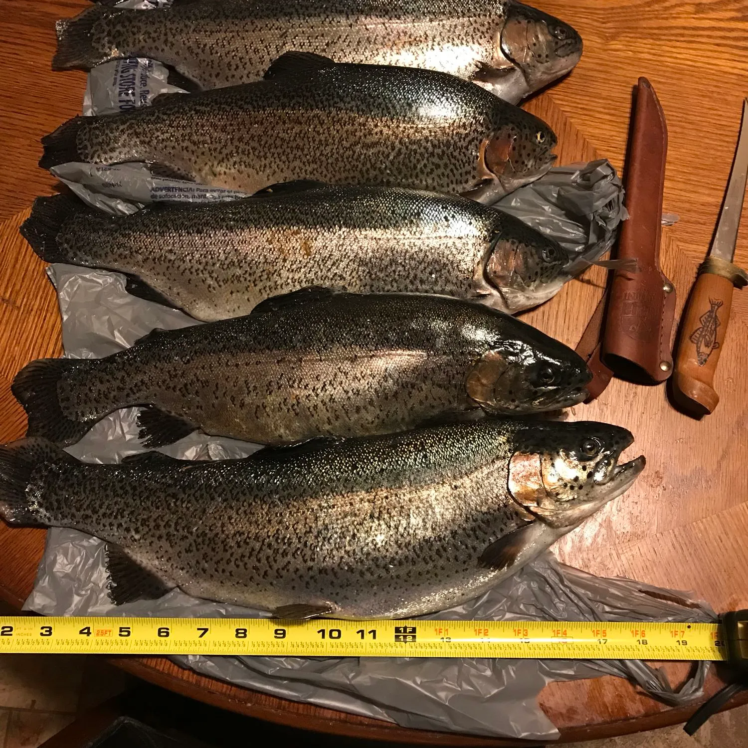 recently logged catches