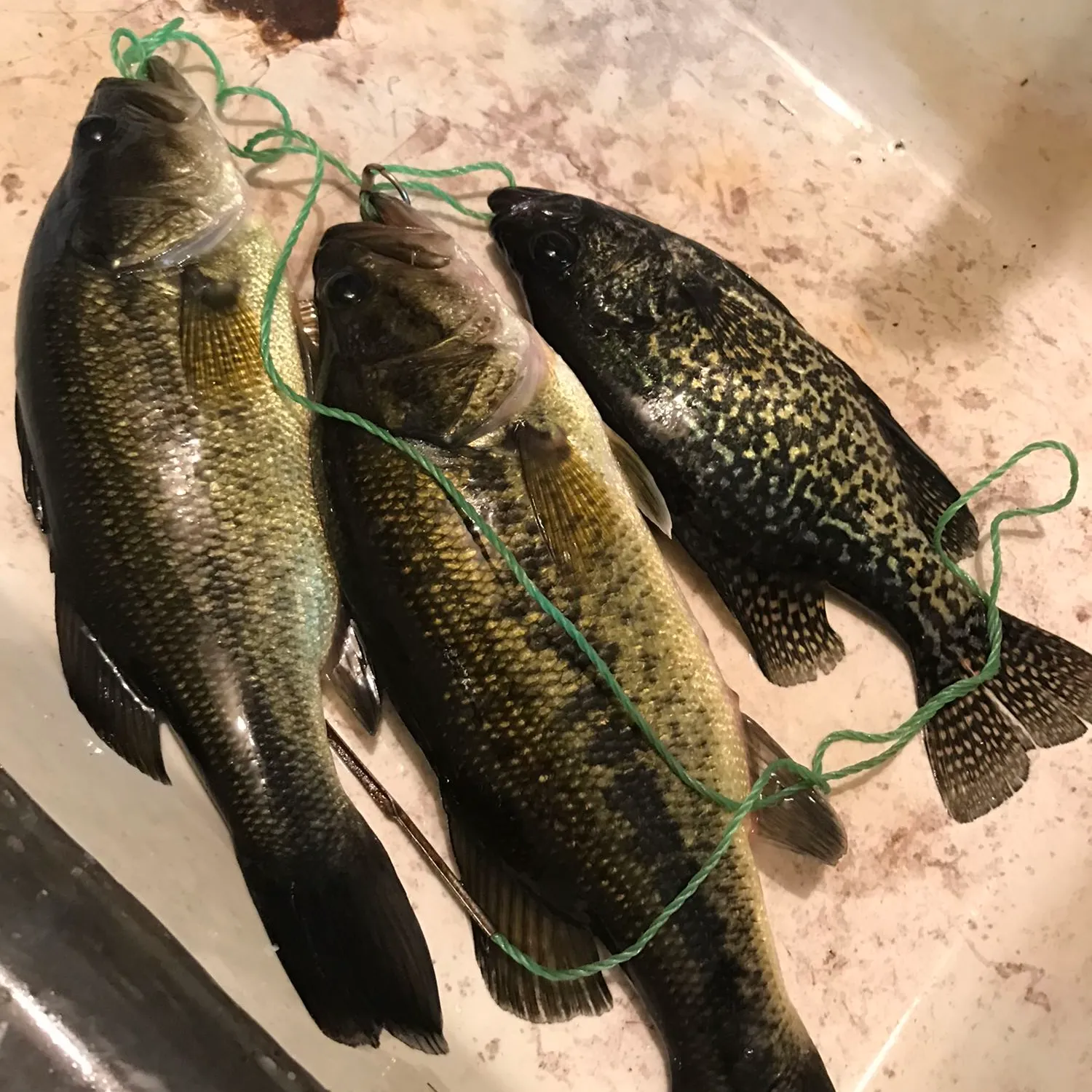 recently logged catches