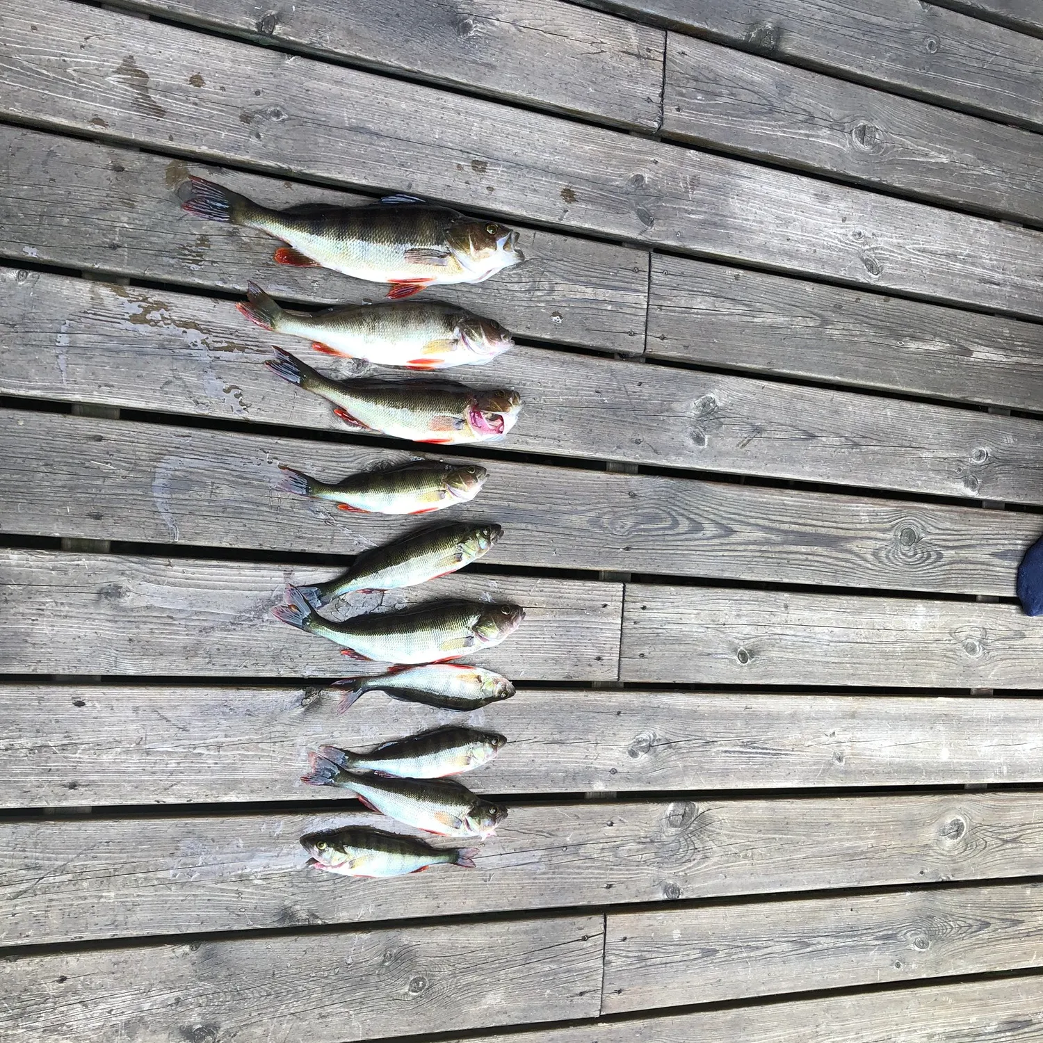 recently logged catches