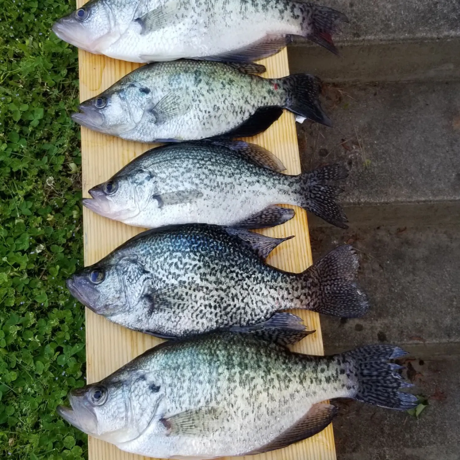 recently logged catches