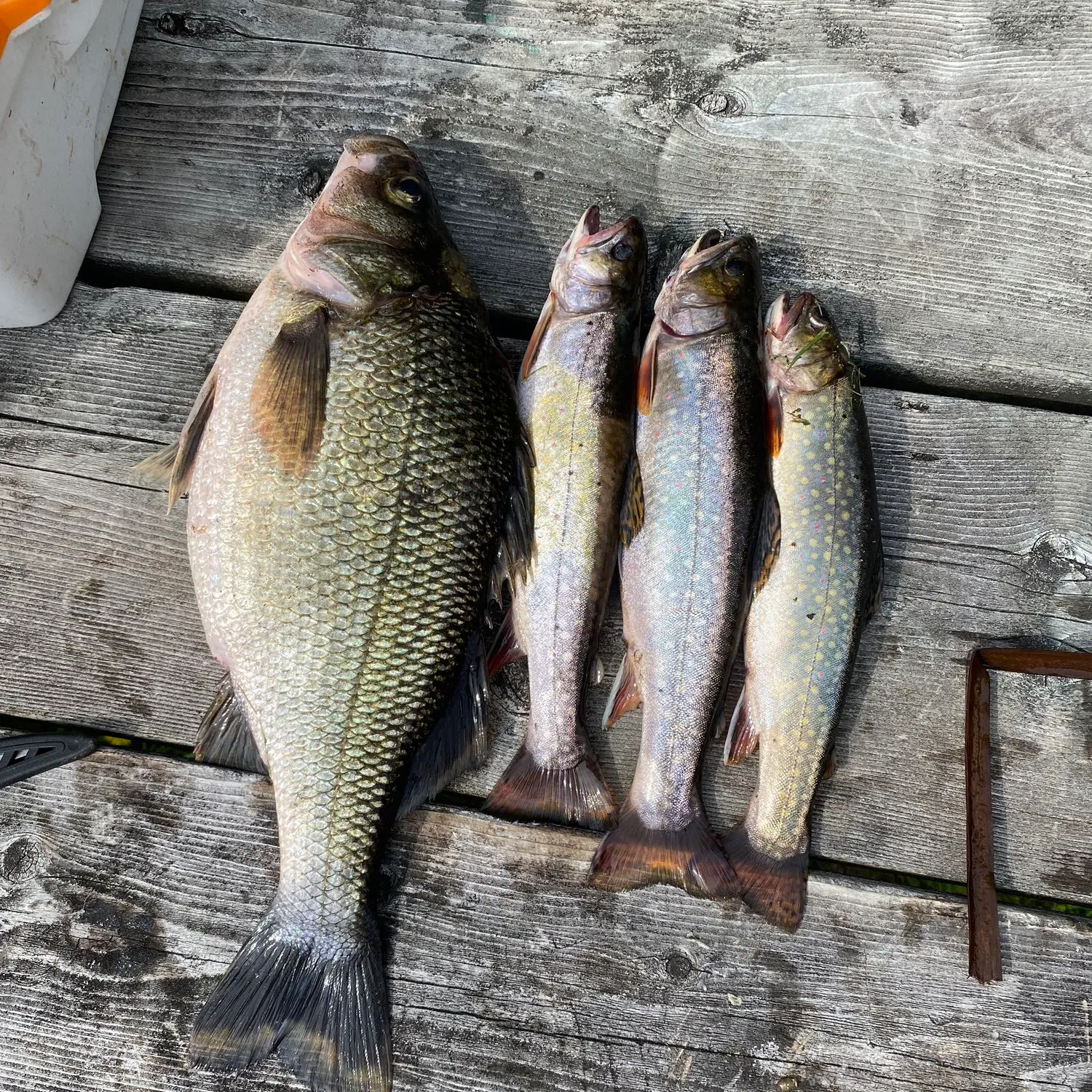 recently logged catches