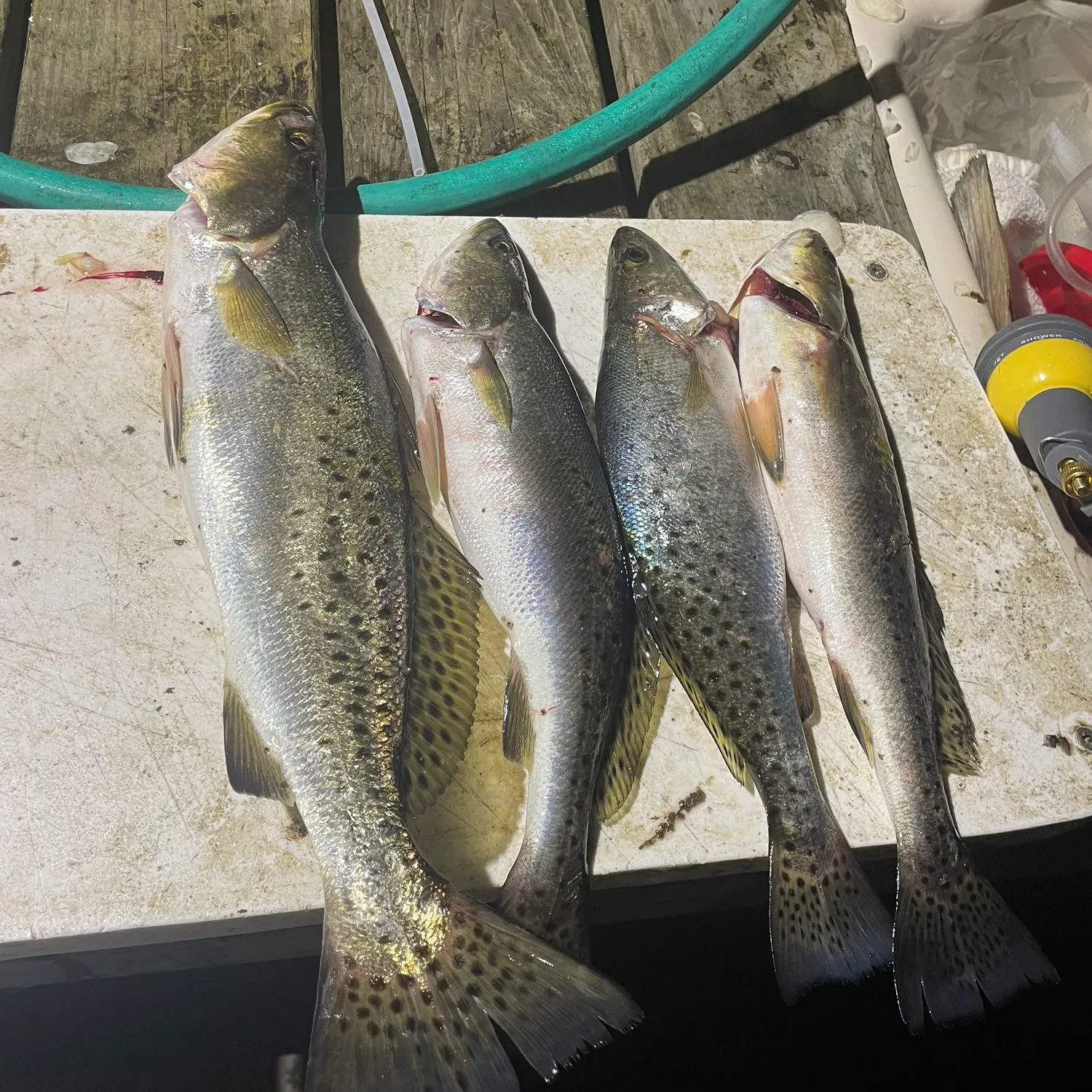 recently logged catches