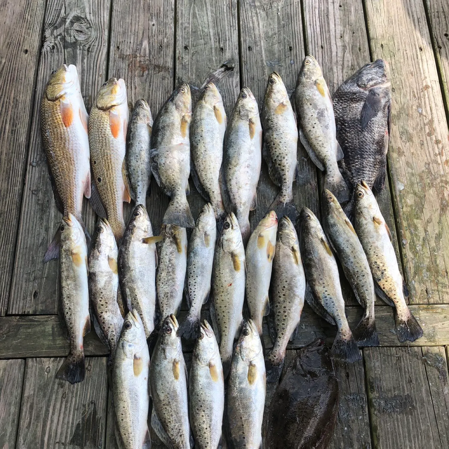 recently logged catches