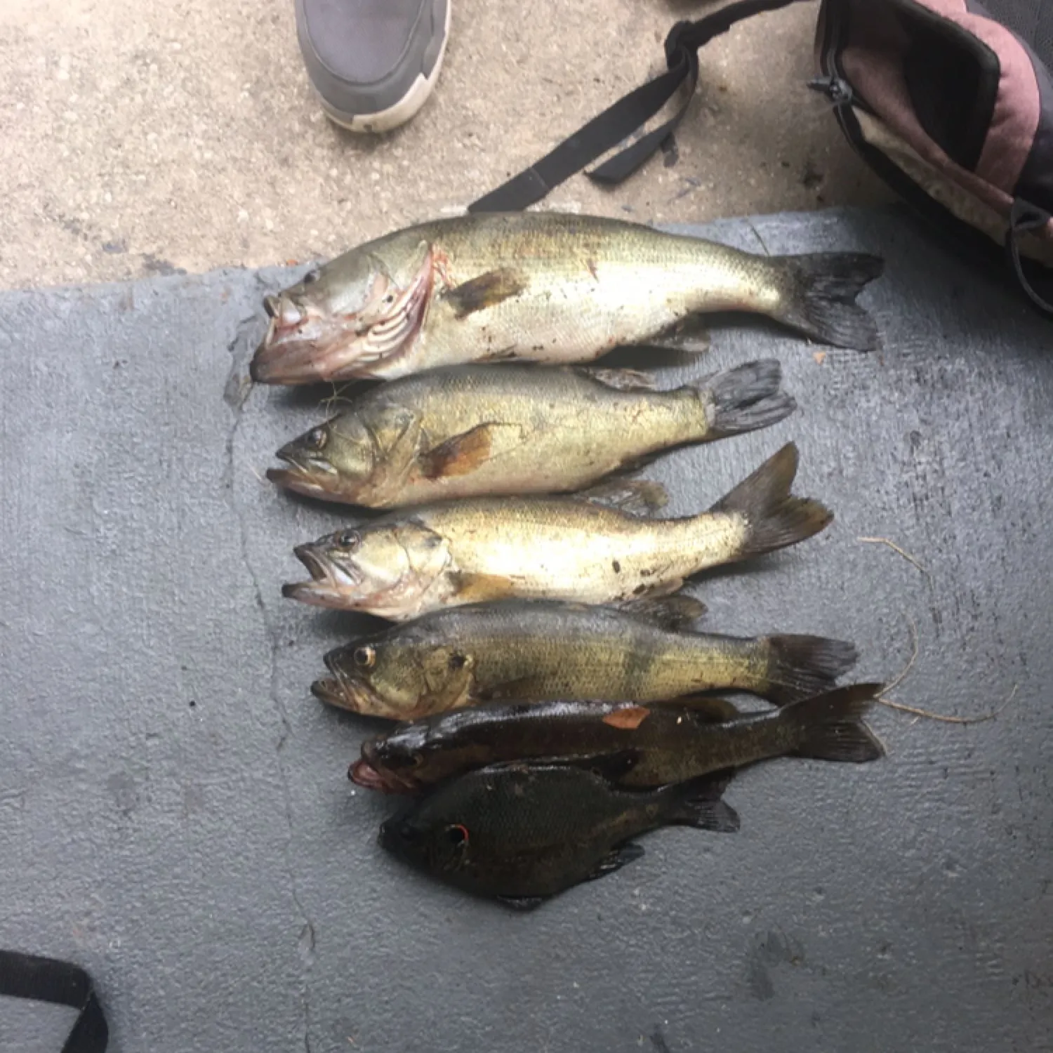 recently logged catches