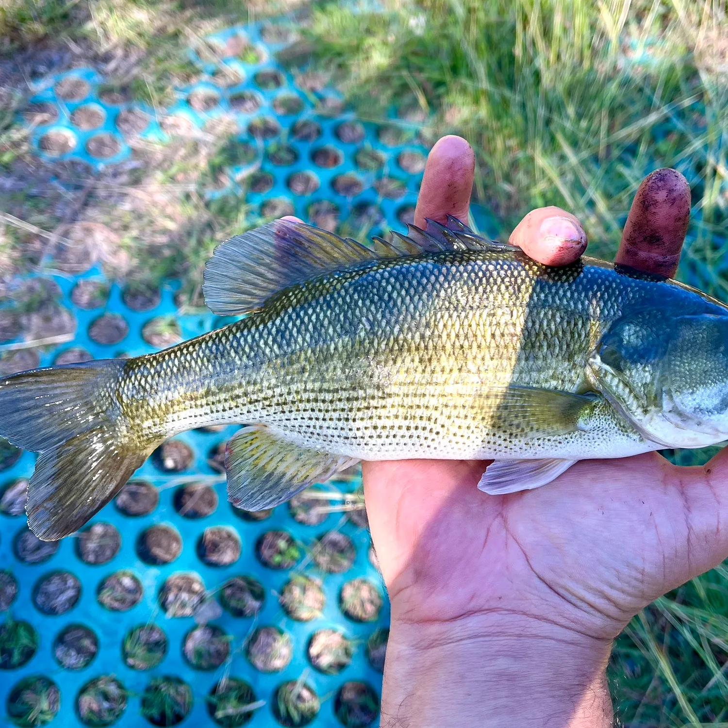 The most popular recent Guadalupe bass catch on Fishbrain