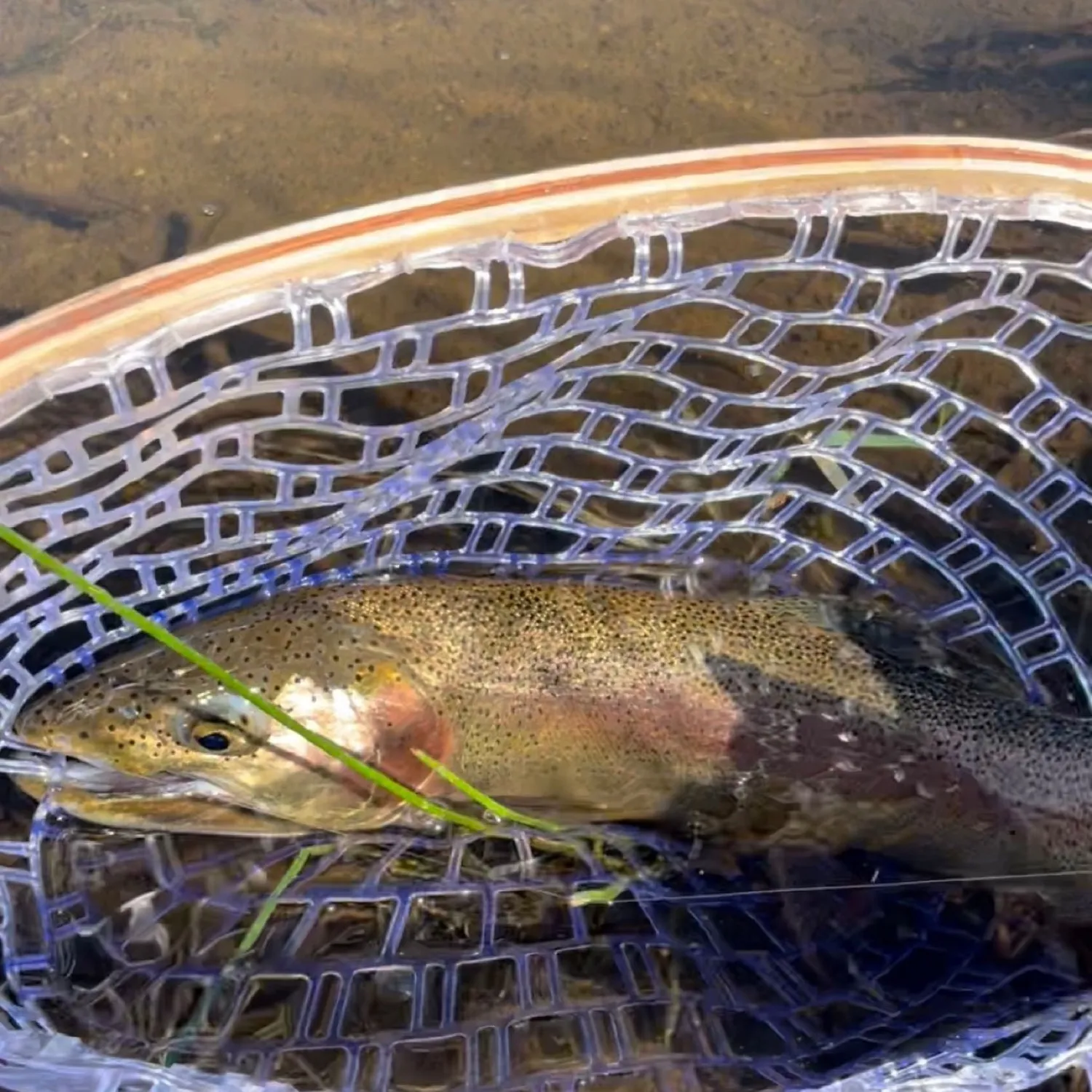 The most popular recent Lahontan cutthroat trout catch on Fishbrain