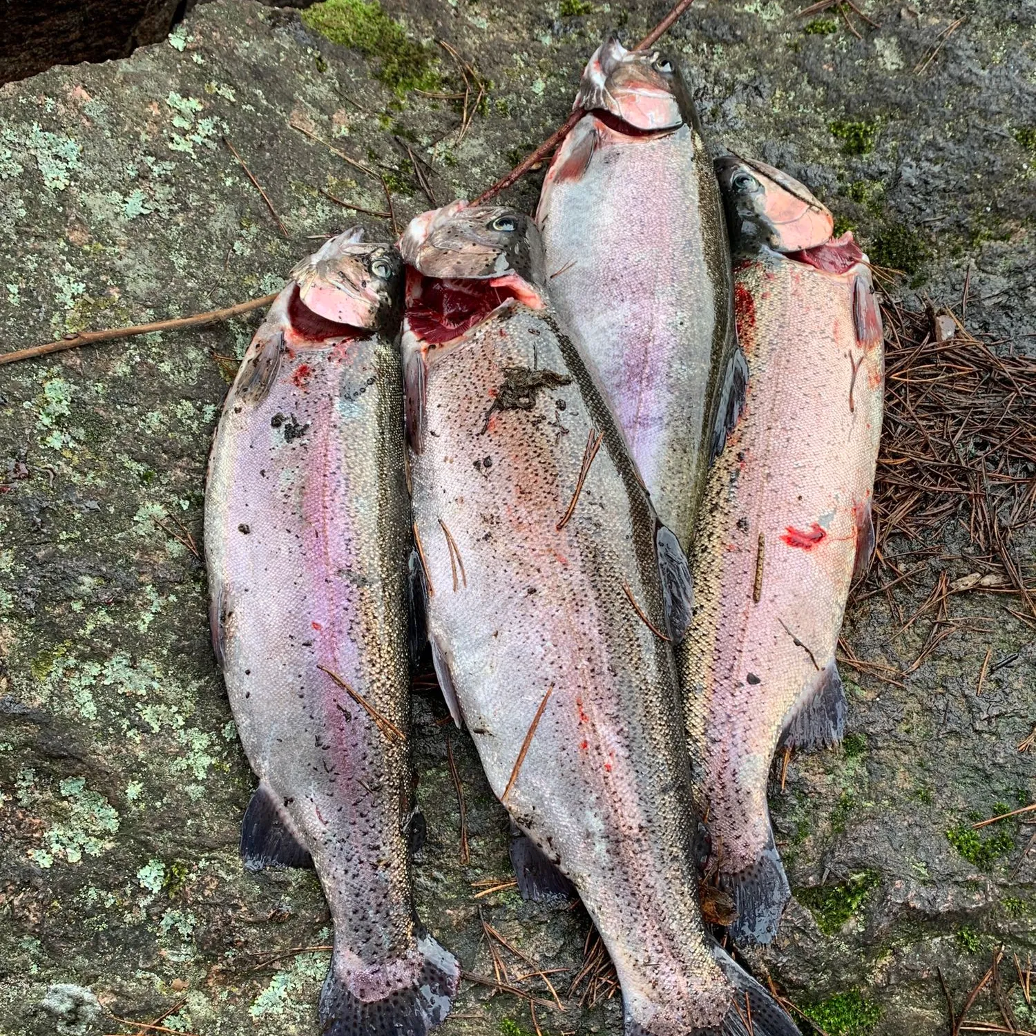 recently logged catches