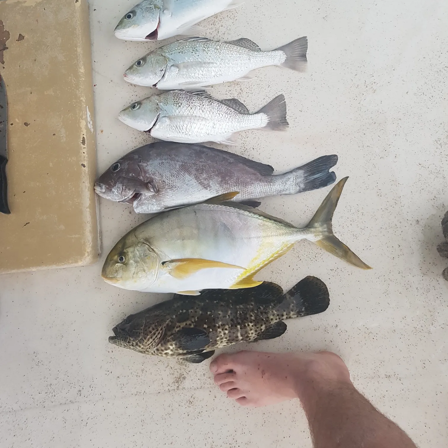 recently logged catches