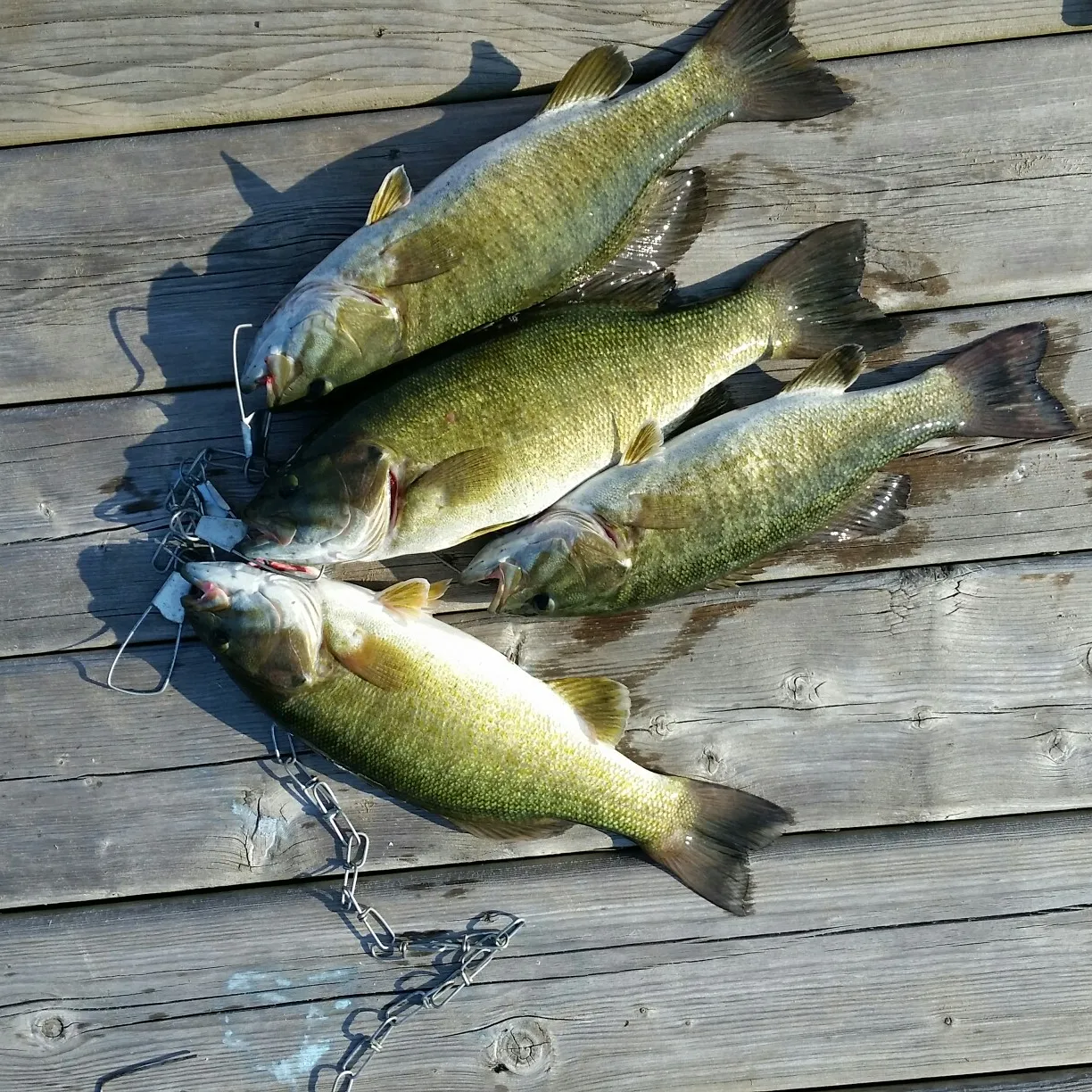 recently logged catches