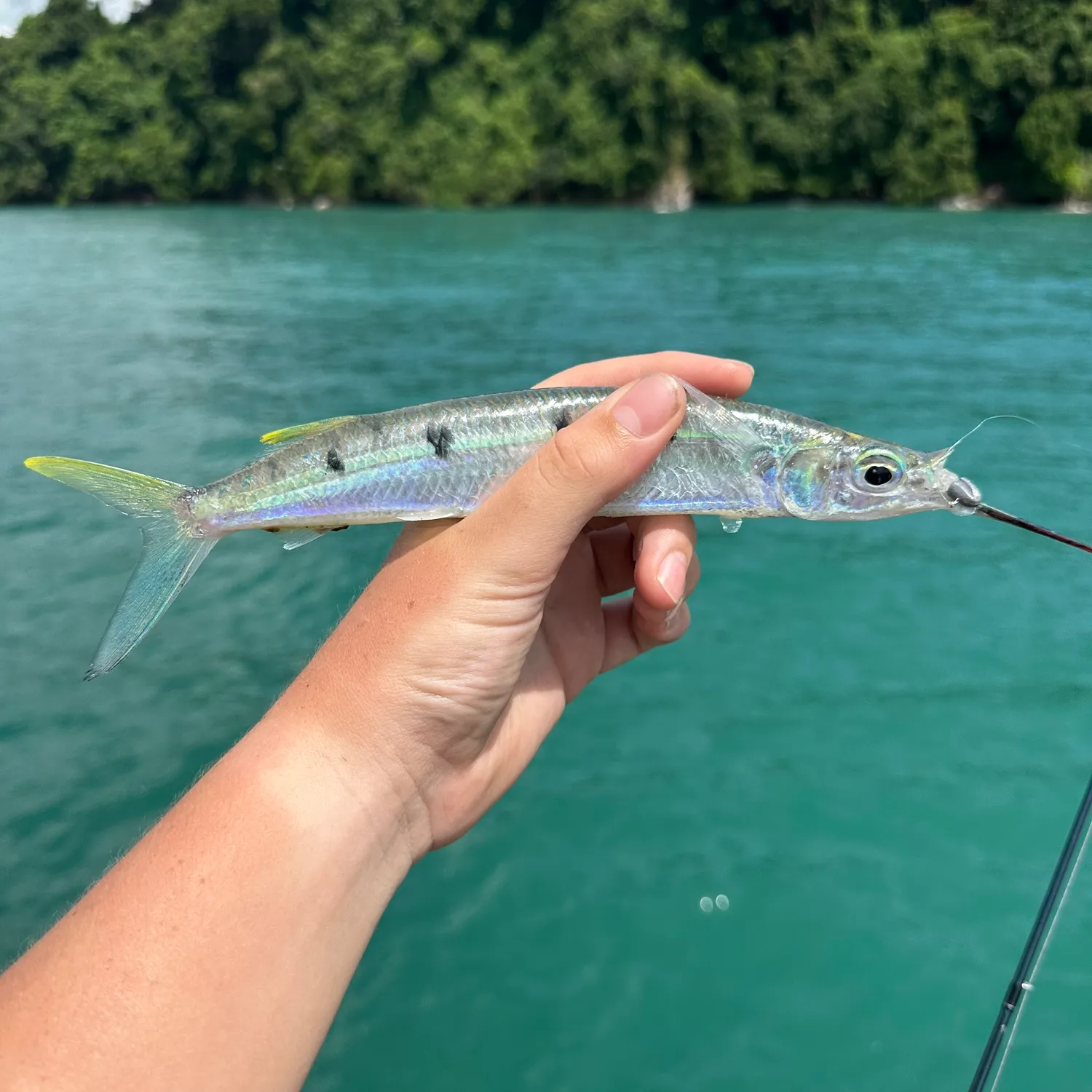 The most popular recent Blackbarred halfbeak catch on Fishbrain