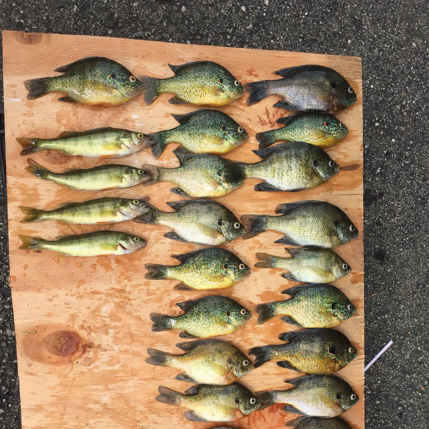 recently logged catches