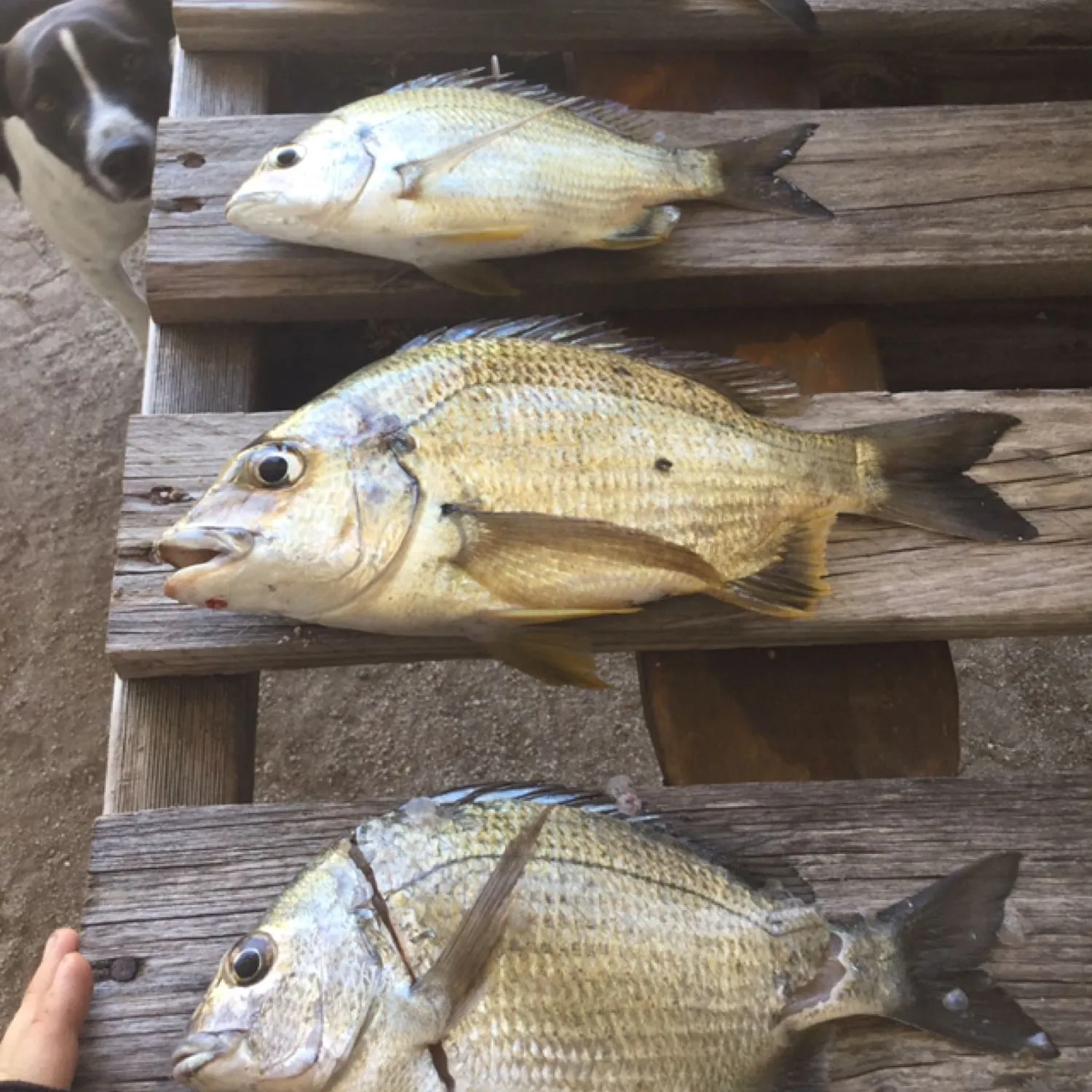 recently logged catches