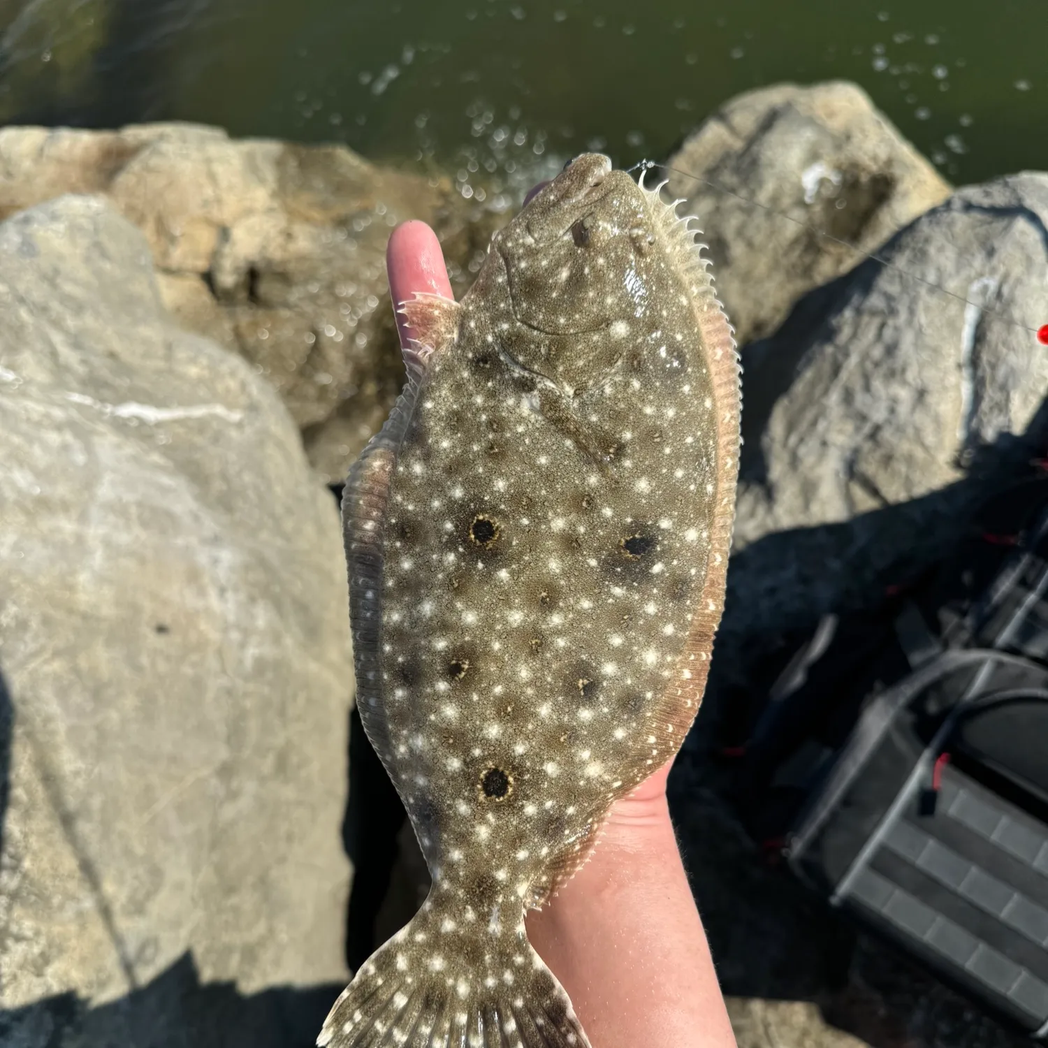 The most popular recent Gulf flounder catch on Fishbrain