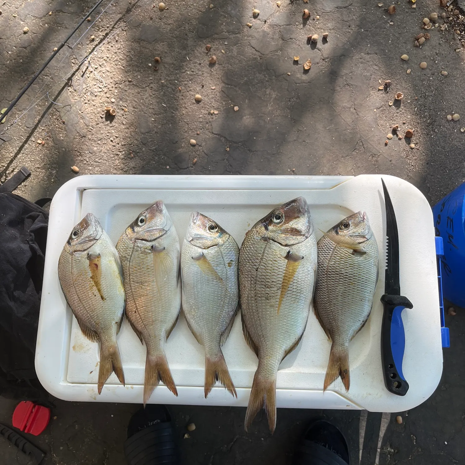 recently logged catches