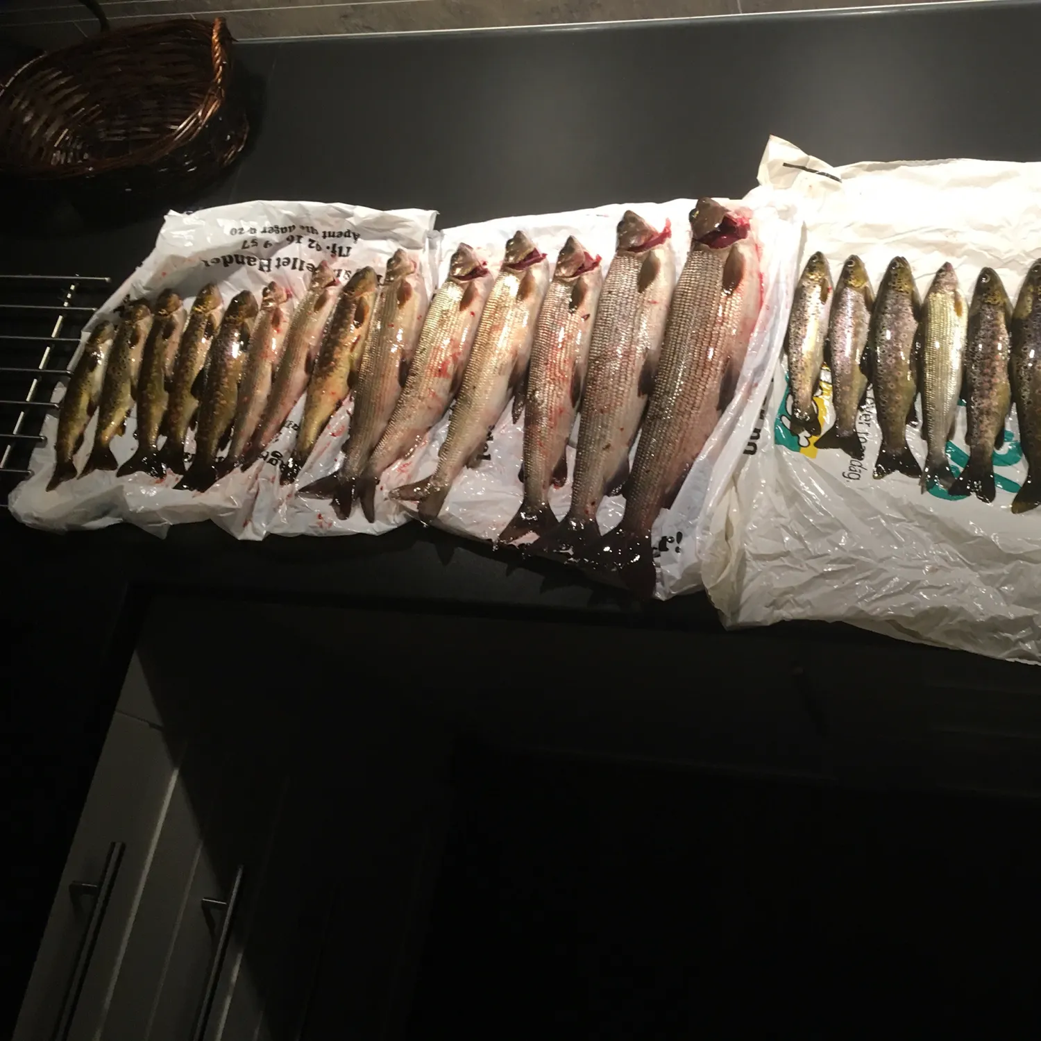 recently logged catches