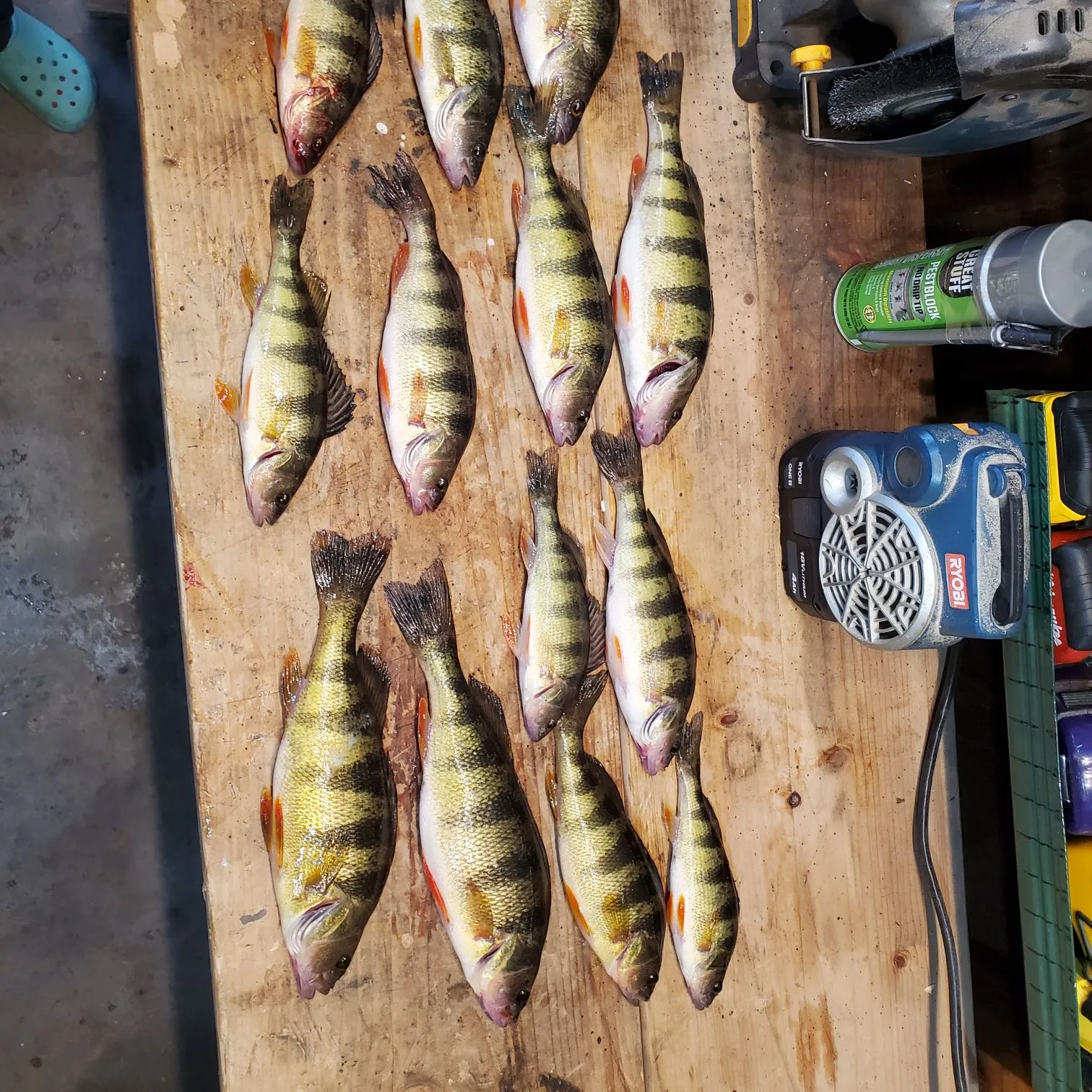 recently logged catches