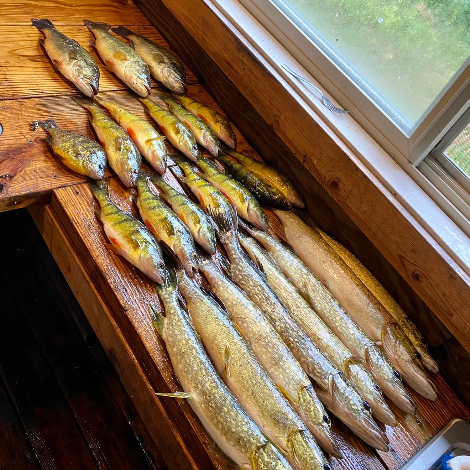 recently logged catches