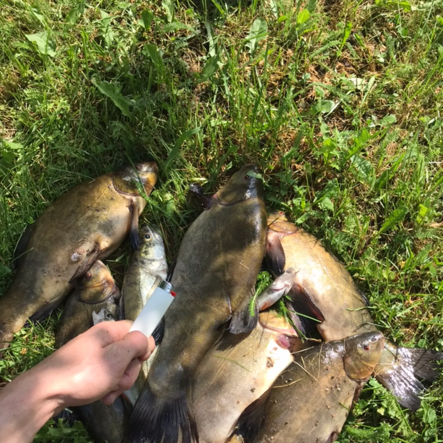 recently logged catches