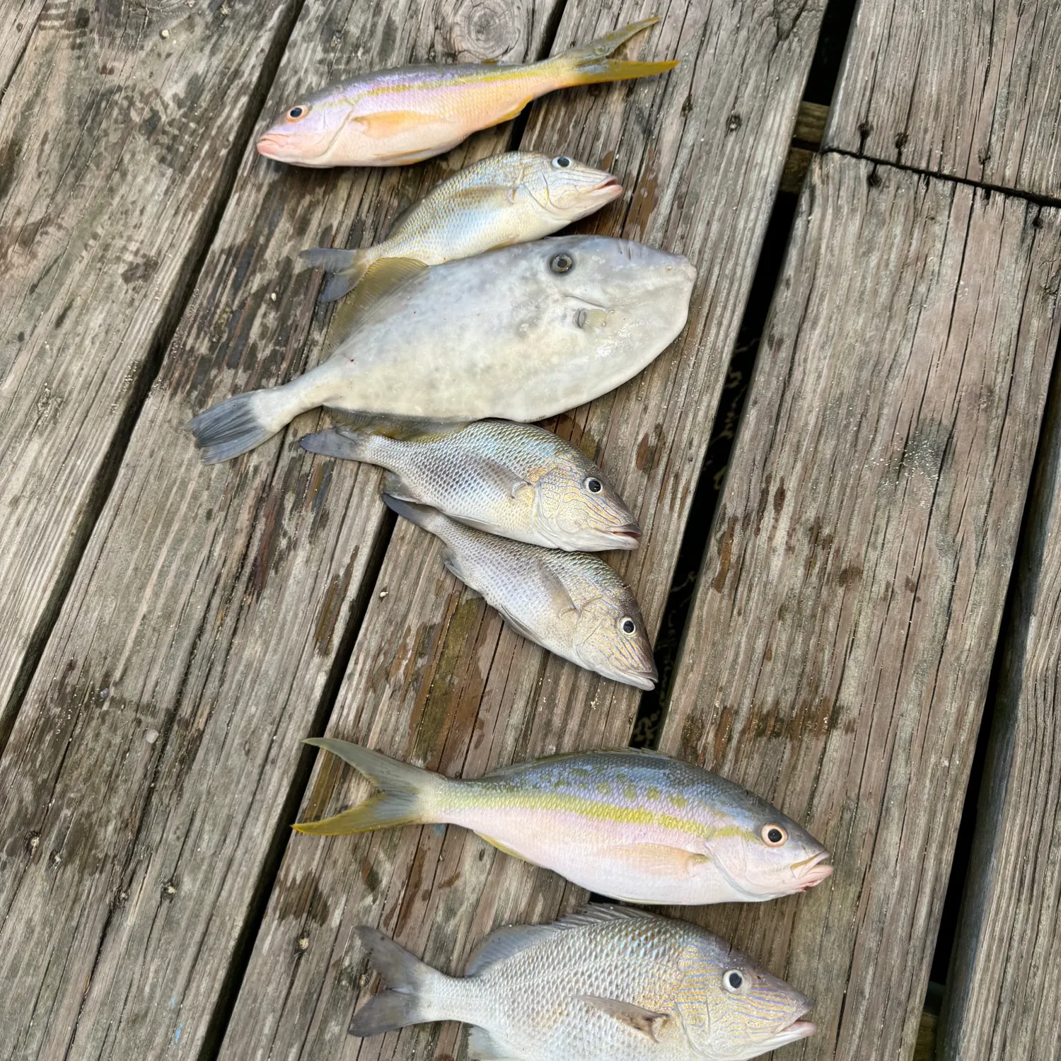 recently logged catches