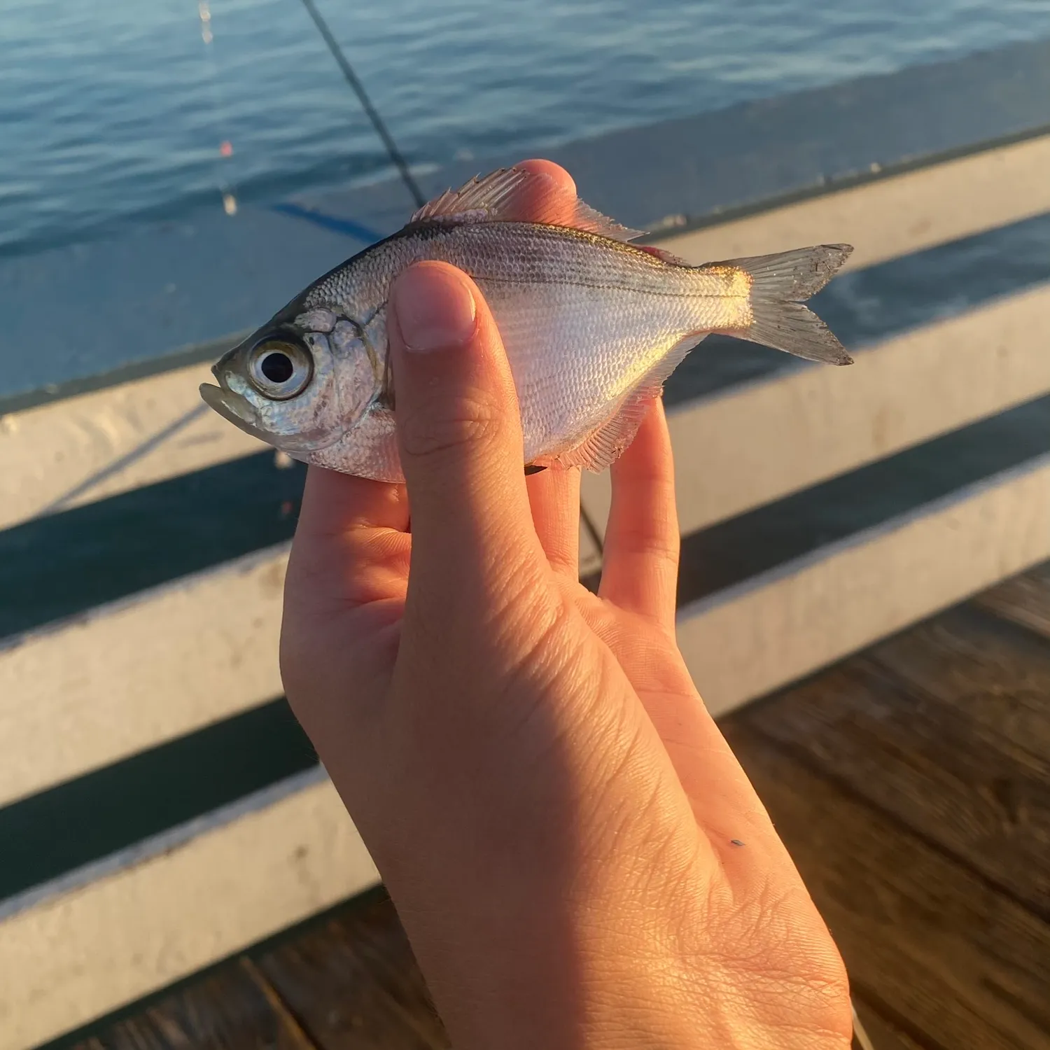 The most popular recent Carpenter seabream catch on Fishbrain