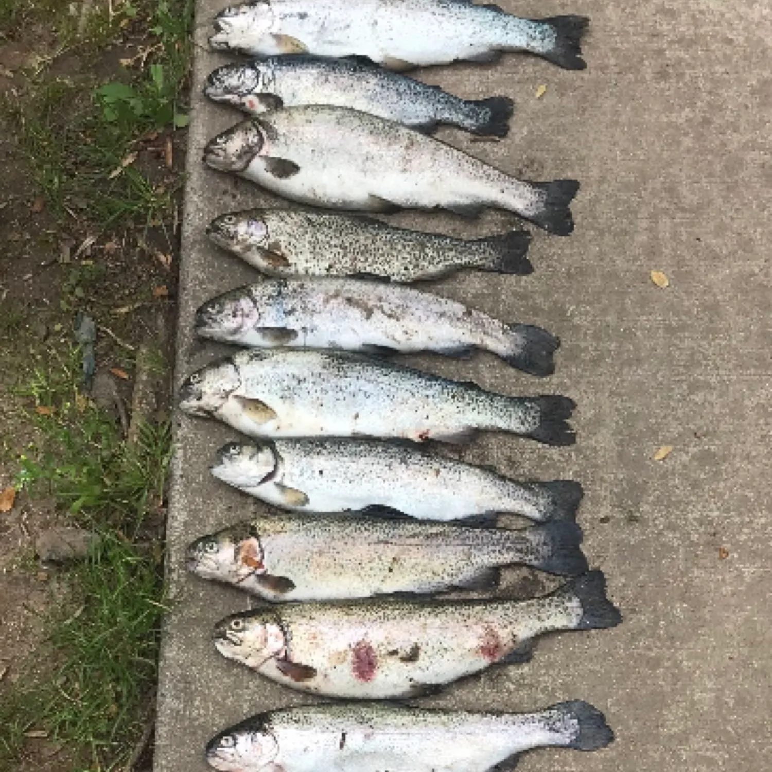 recently logged catches