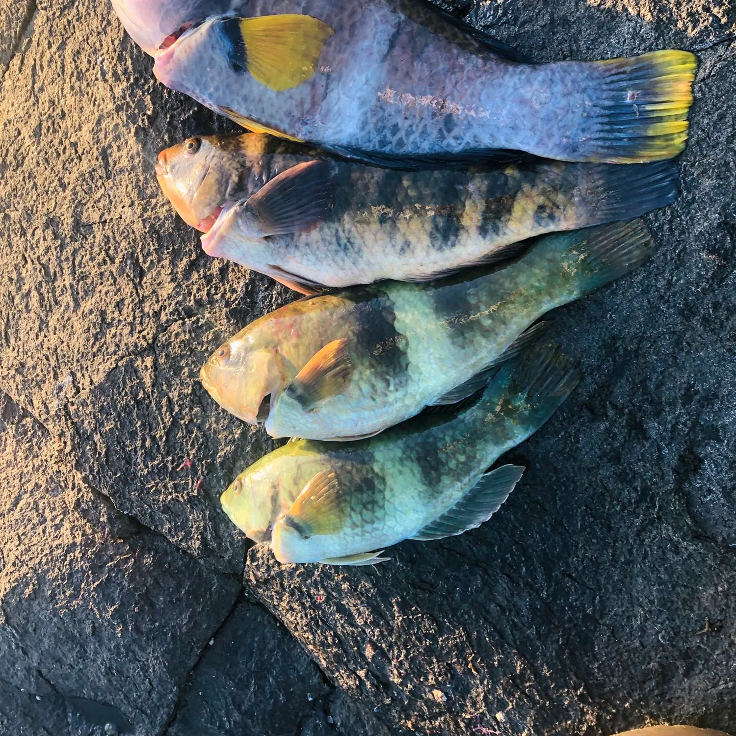 recently logged catches