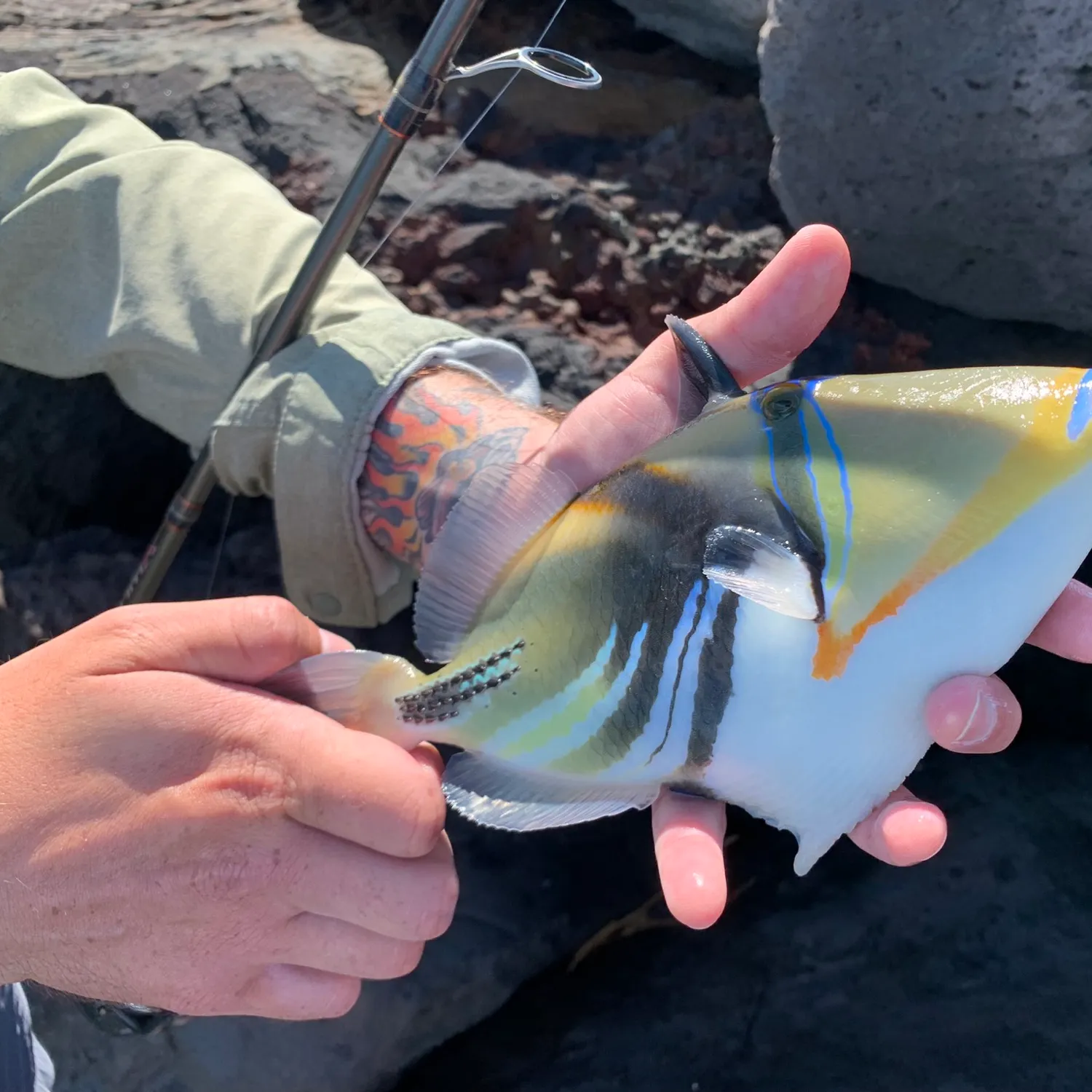 The most popular recent Picasso triggerfish catch on Fishbrain