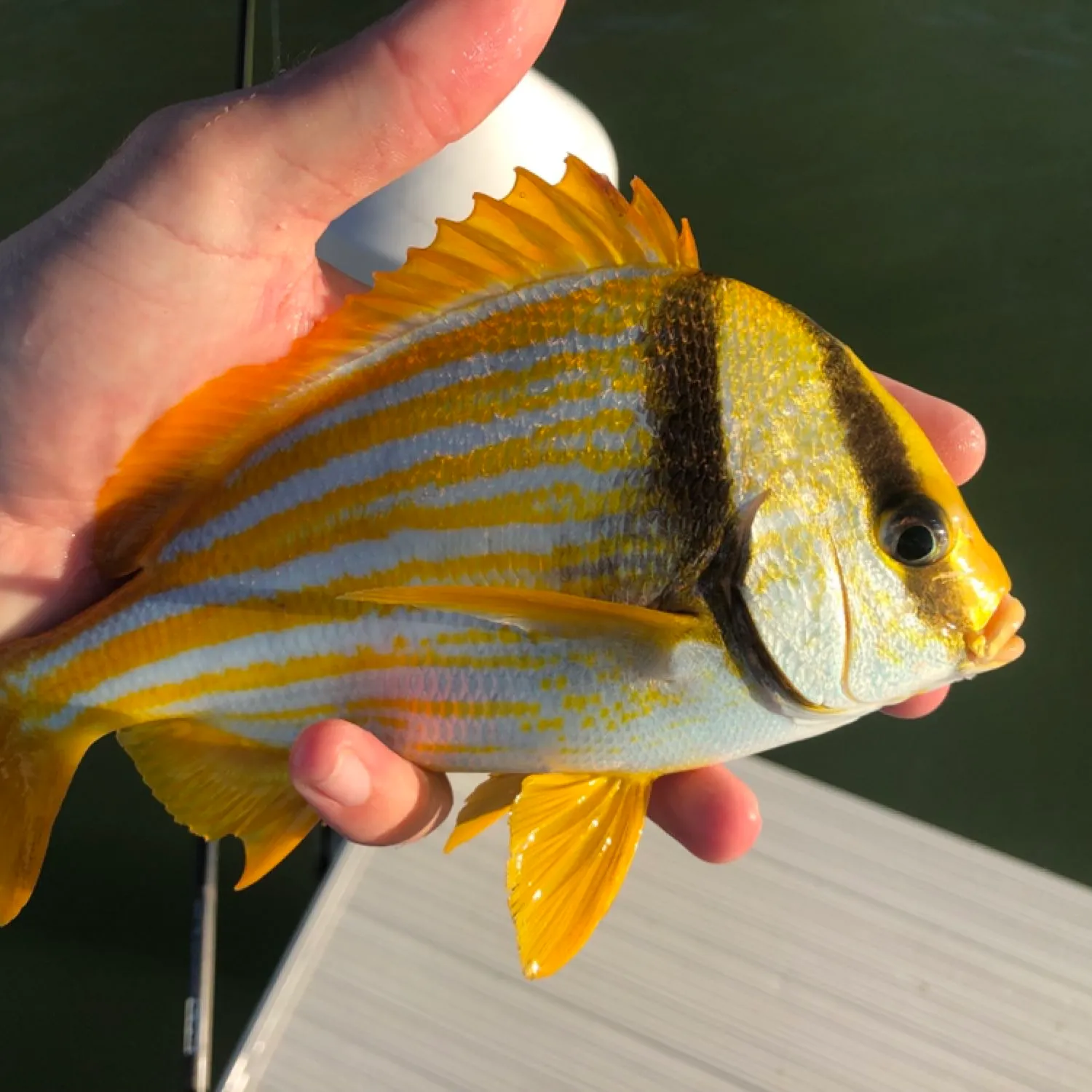 The most popular recent Atlantic porkfish catch on Fishbrain