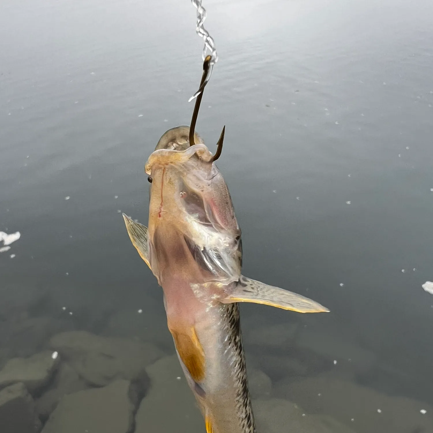 The most popular recent Yellowfin goby catch on Fishbrain