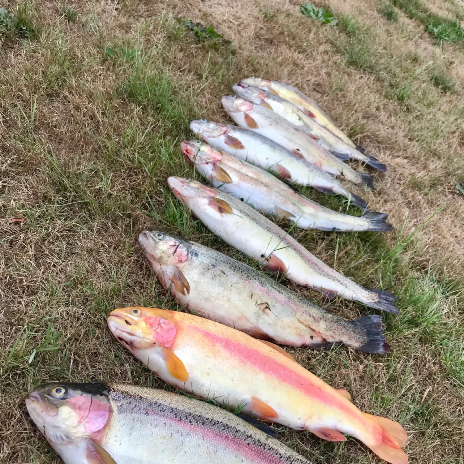 recently logged catches