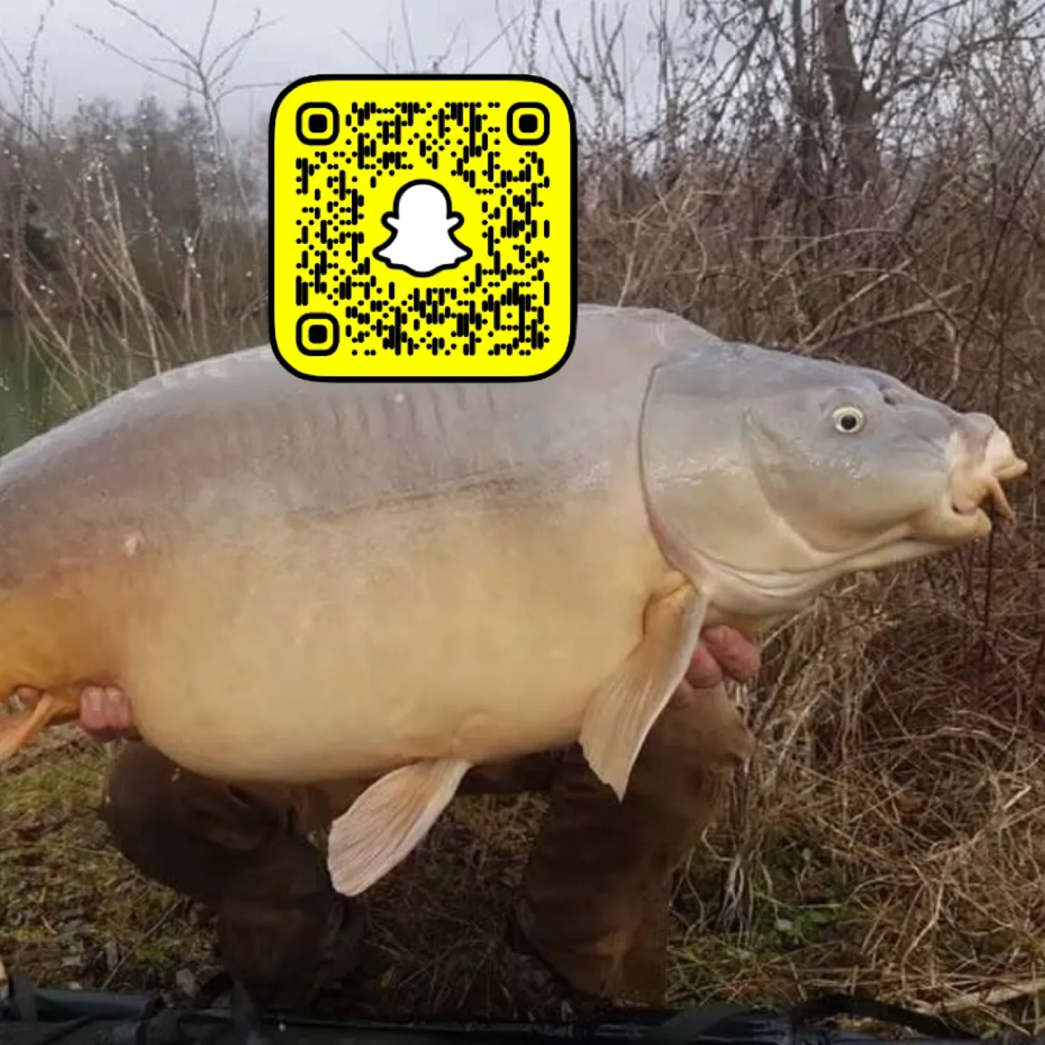 The most popular recent Leather carp catch on Fishbrain