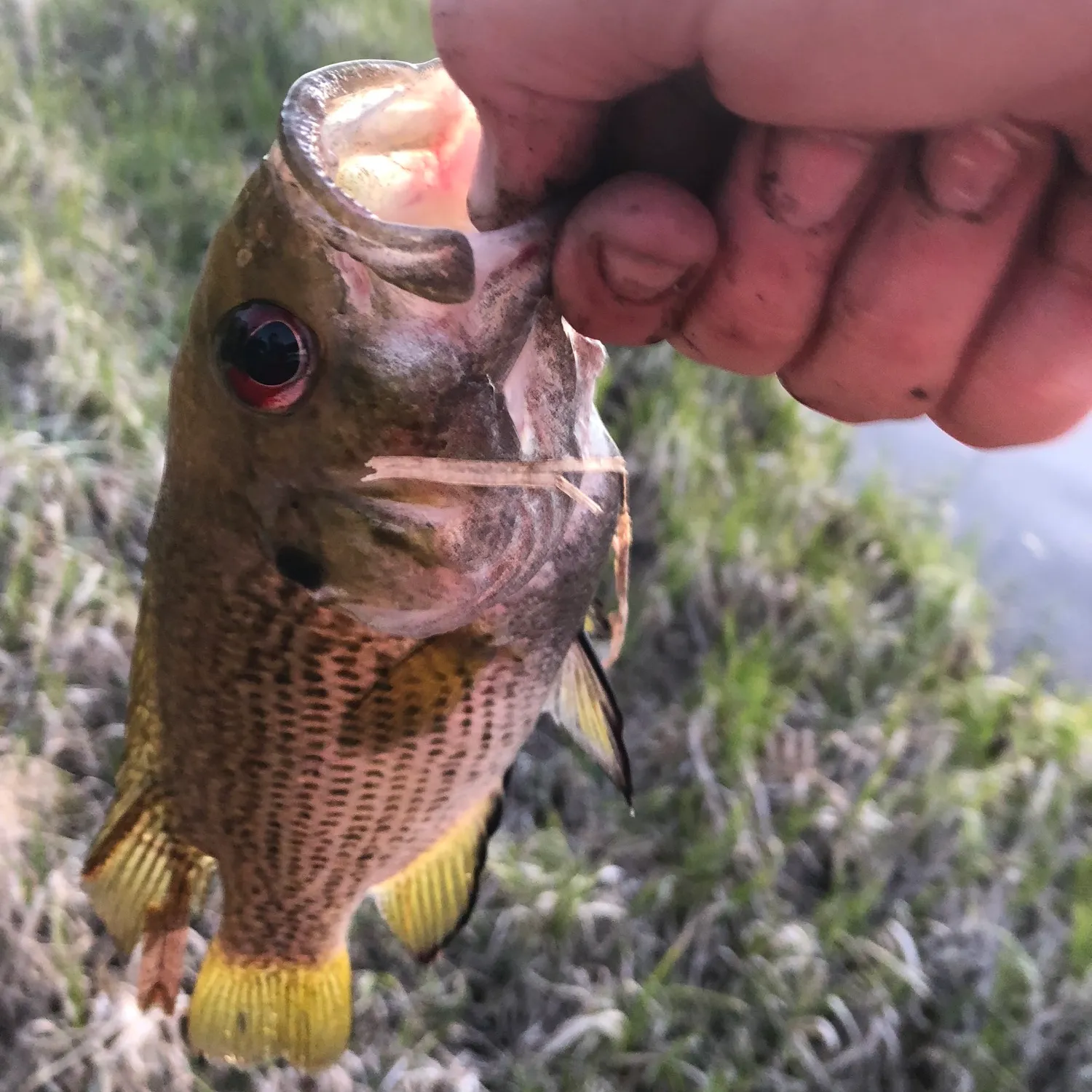 ᐅ Deerfield Lake fishing reports🎣• Rapid City, SD (United States) fishing