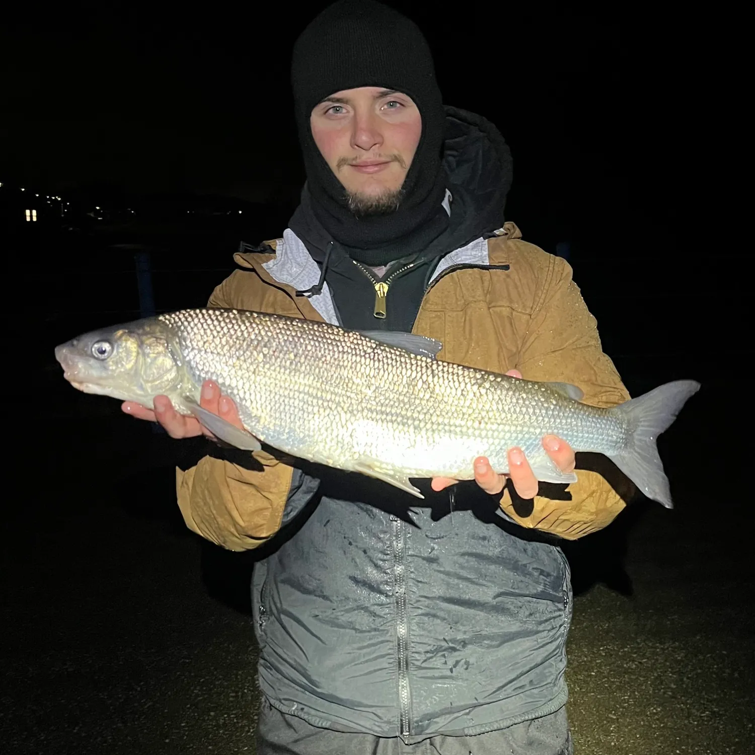 The most popular recent Lake whitefish catch on Fishbrain