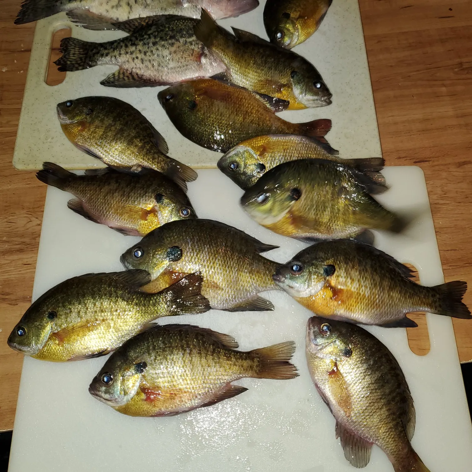 recently logged catches