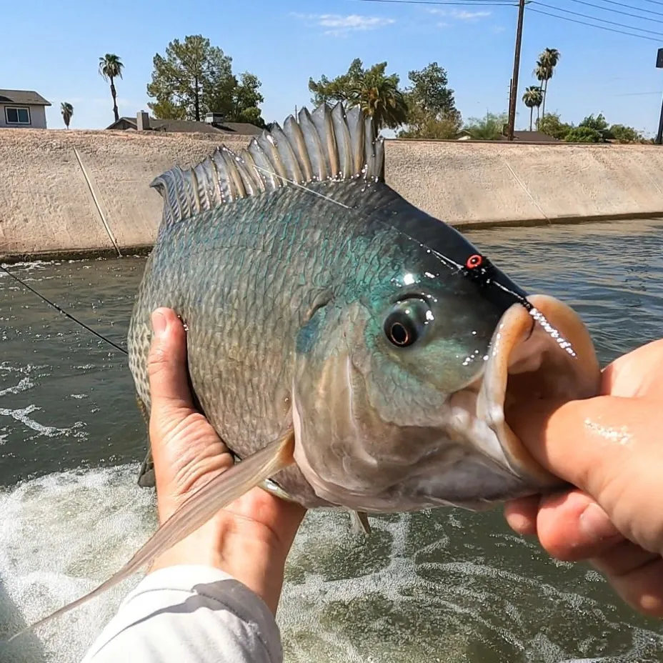 The most popular recent Blue tilapia catch on Fishbrain