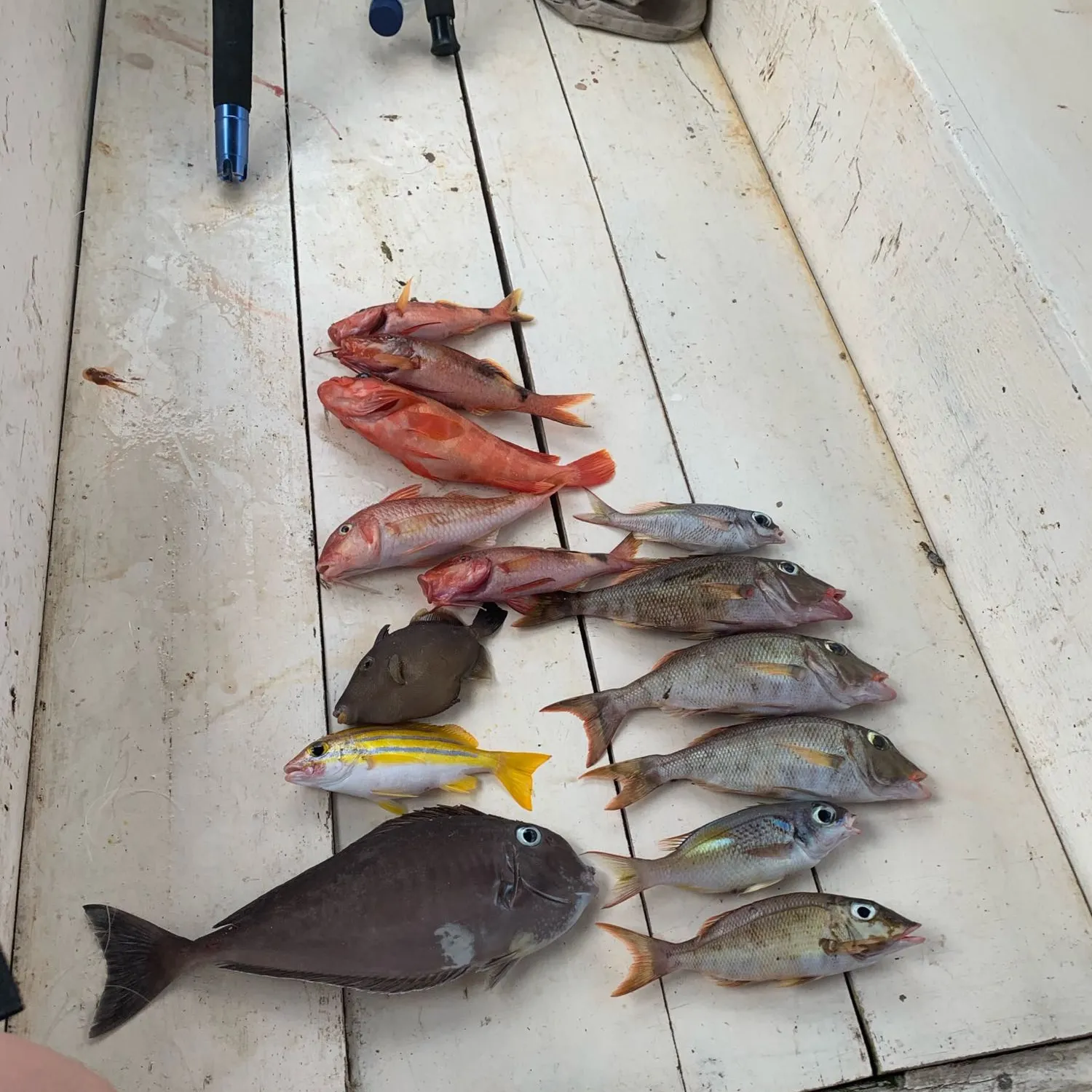 recently logged catches