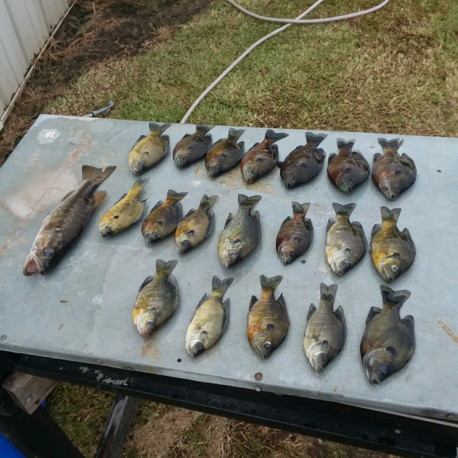 recently logged catches