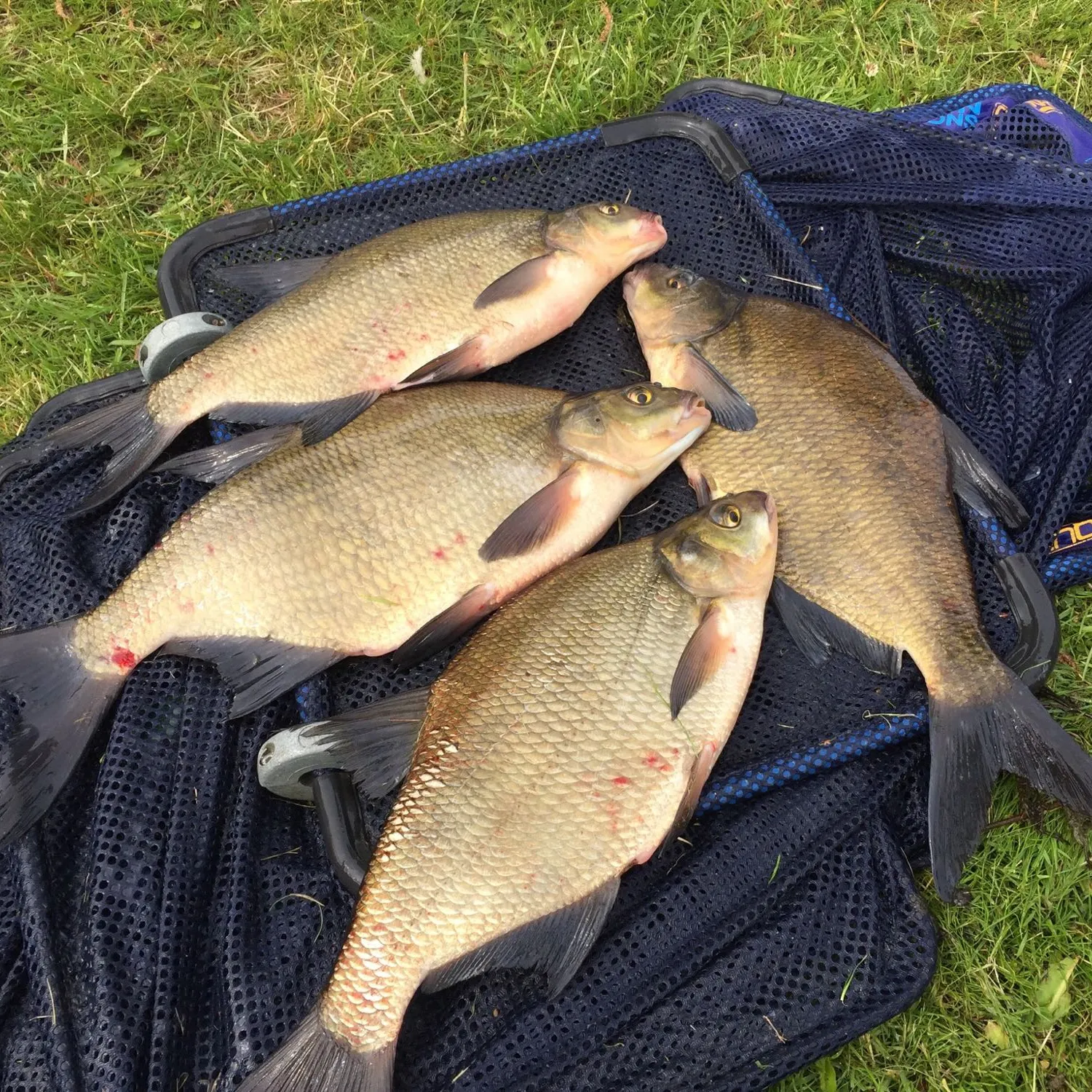 The most popular recent Common bream catch on Fishbrain