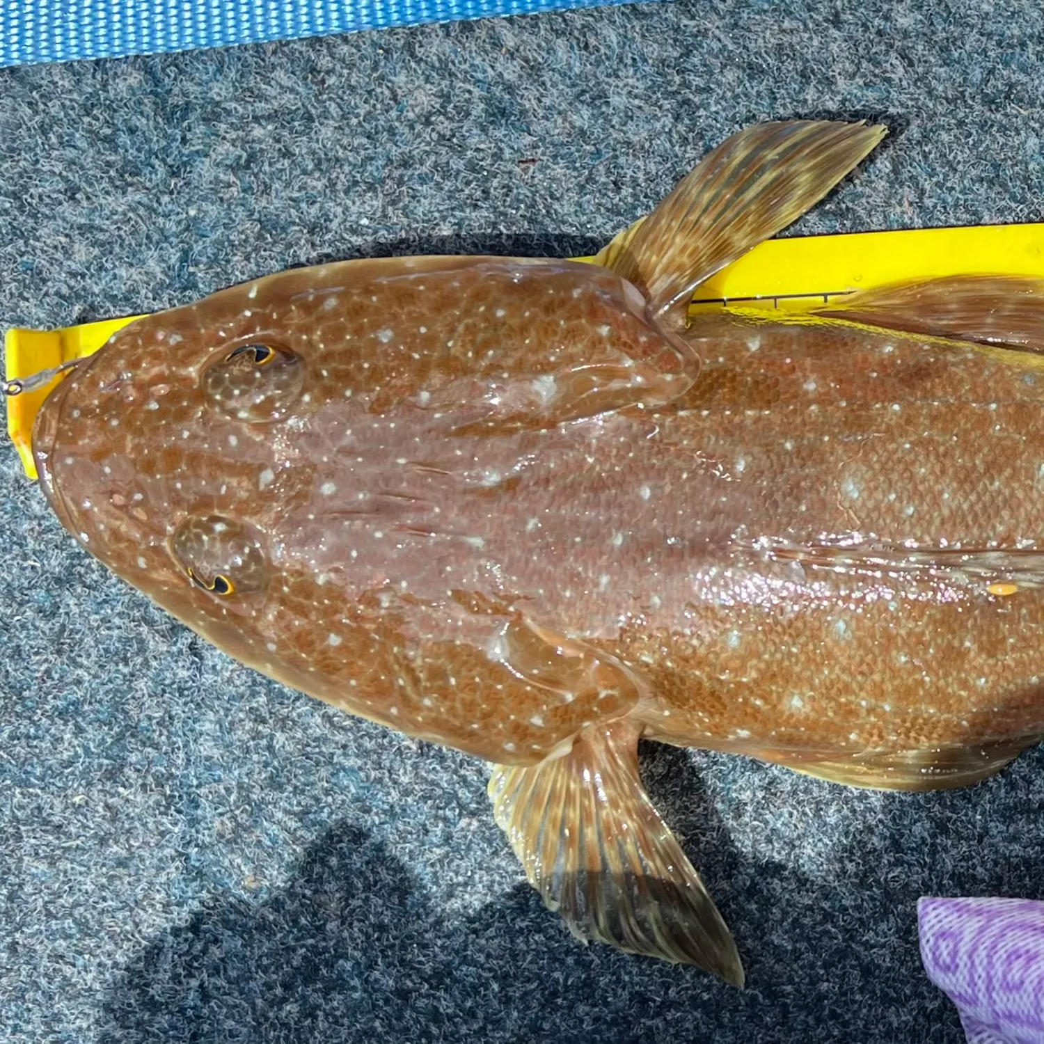 The most popular recent Blue-spotted flathead catch on Fishbrain