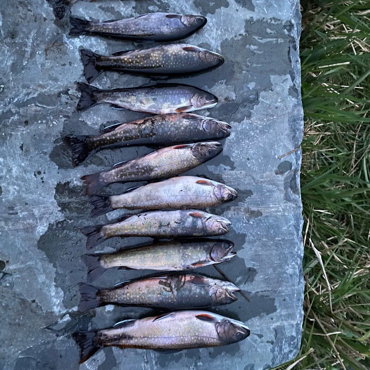 recently logged catches