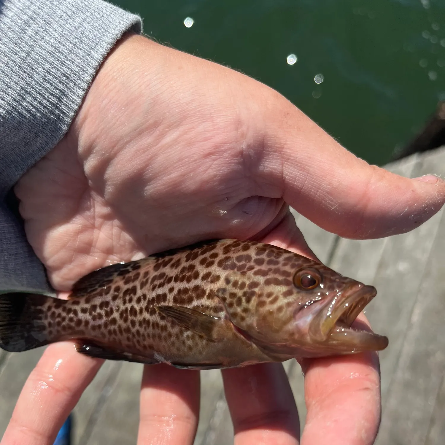 The most popular recent Scamp grouper catch on Fishbrain