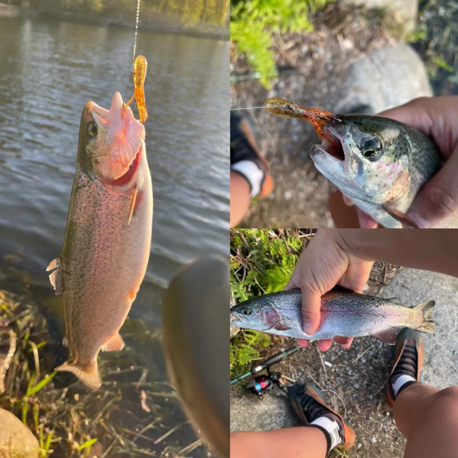 recently logged catches