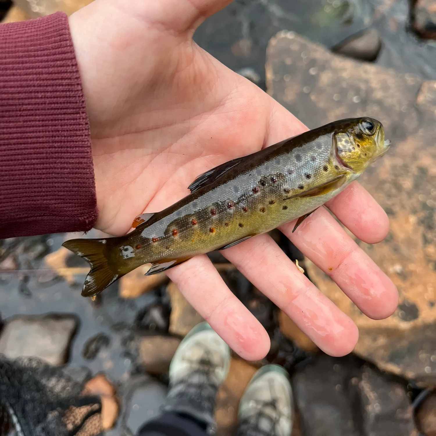 recently logged catches