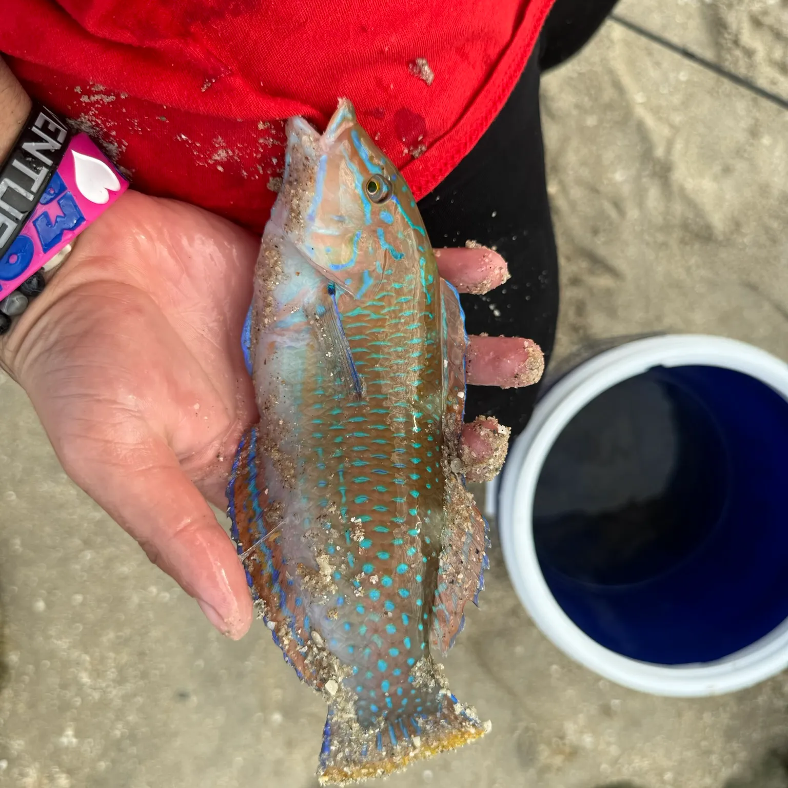 The most popular recent Puddingwife wrasse catch on Fishbrain