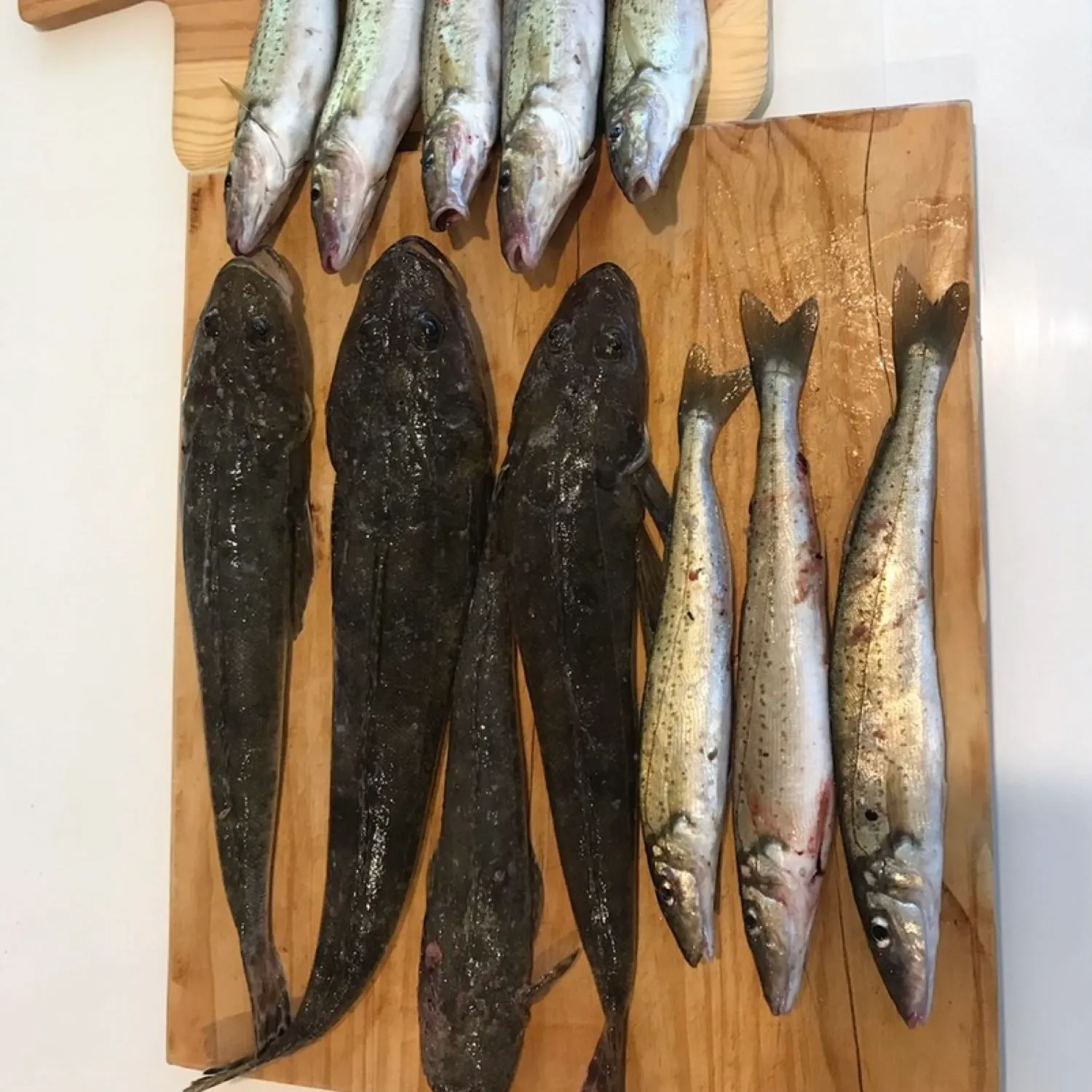 recently logged catches