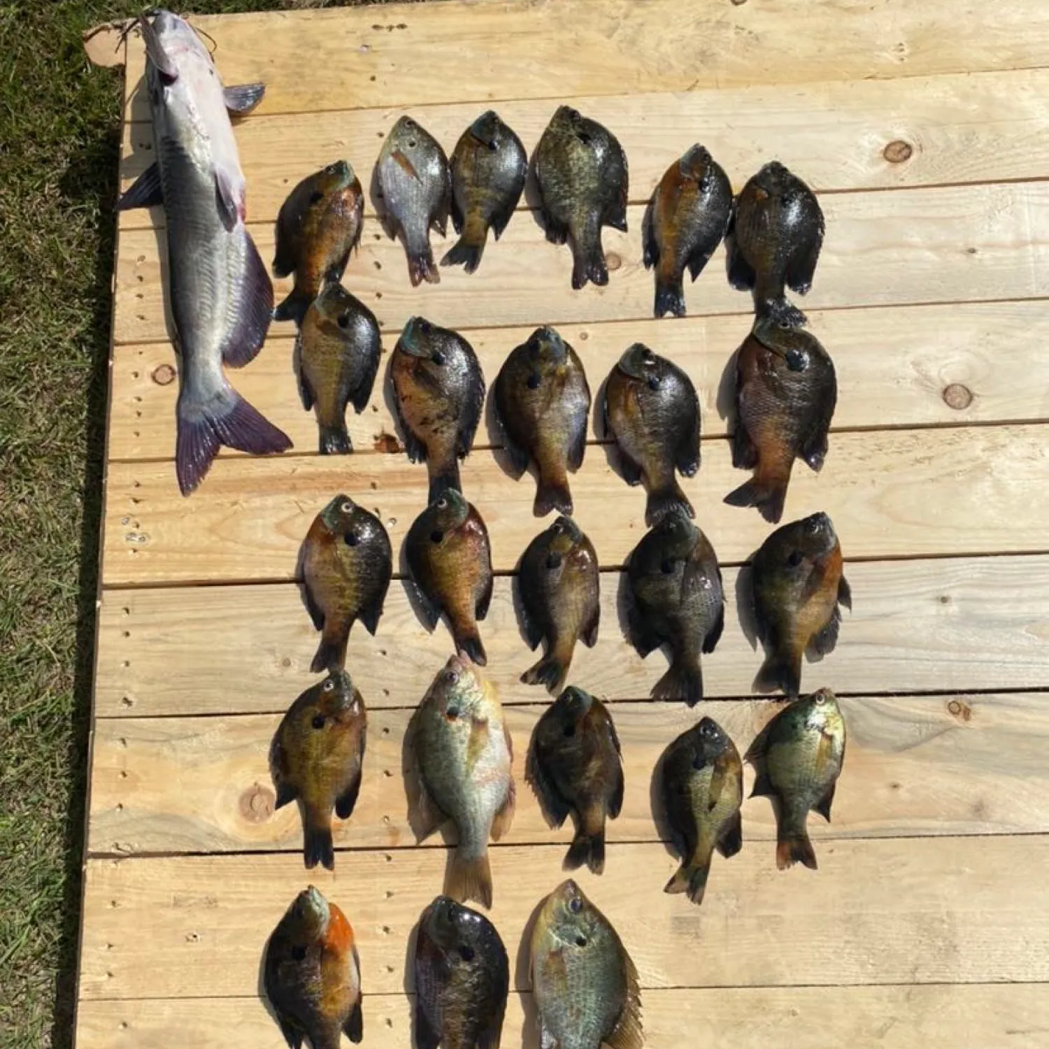 recently logged catches