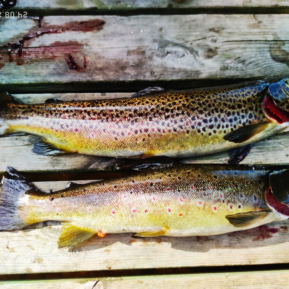 recently logged catches