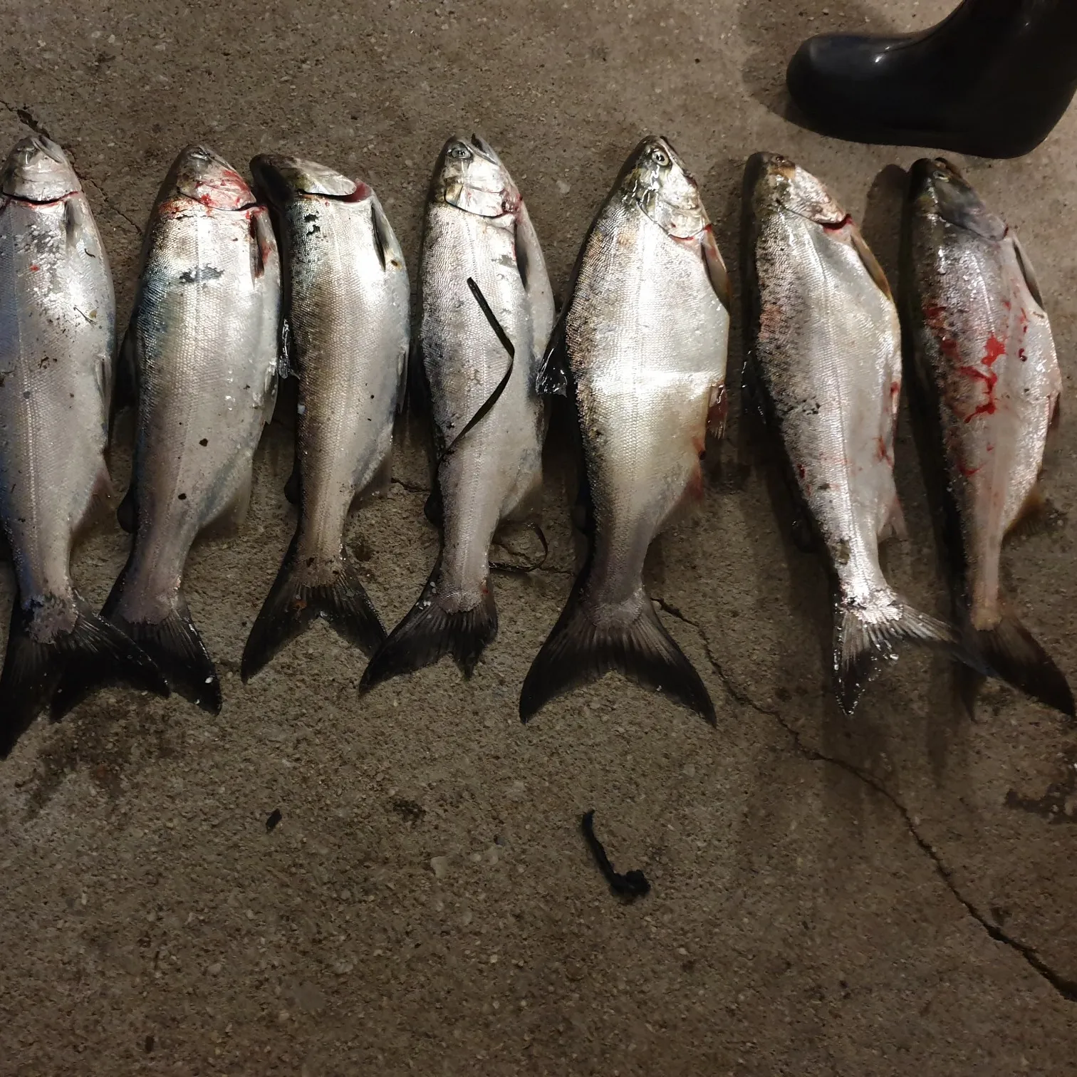 recently logged catches