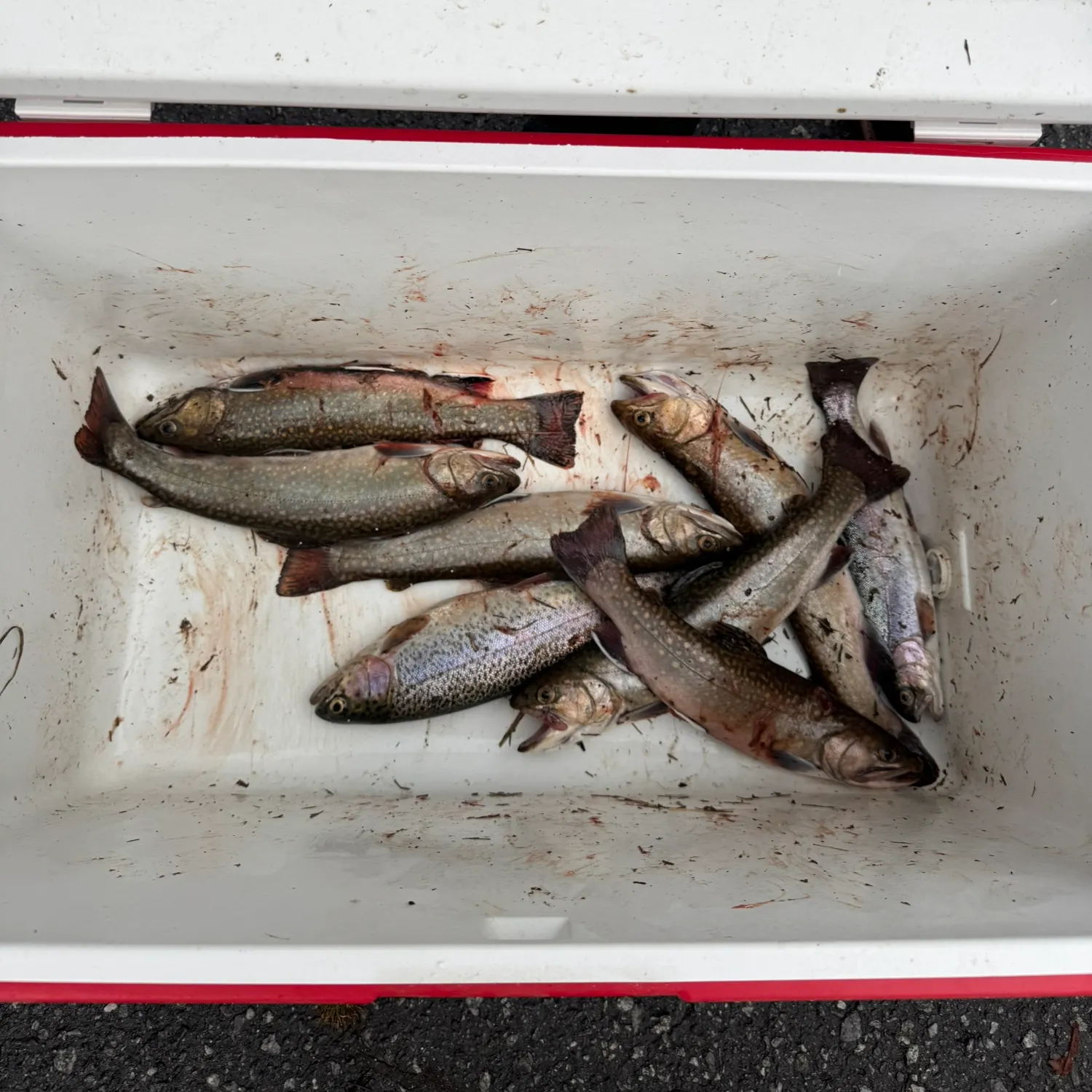 recently logged catches