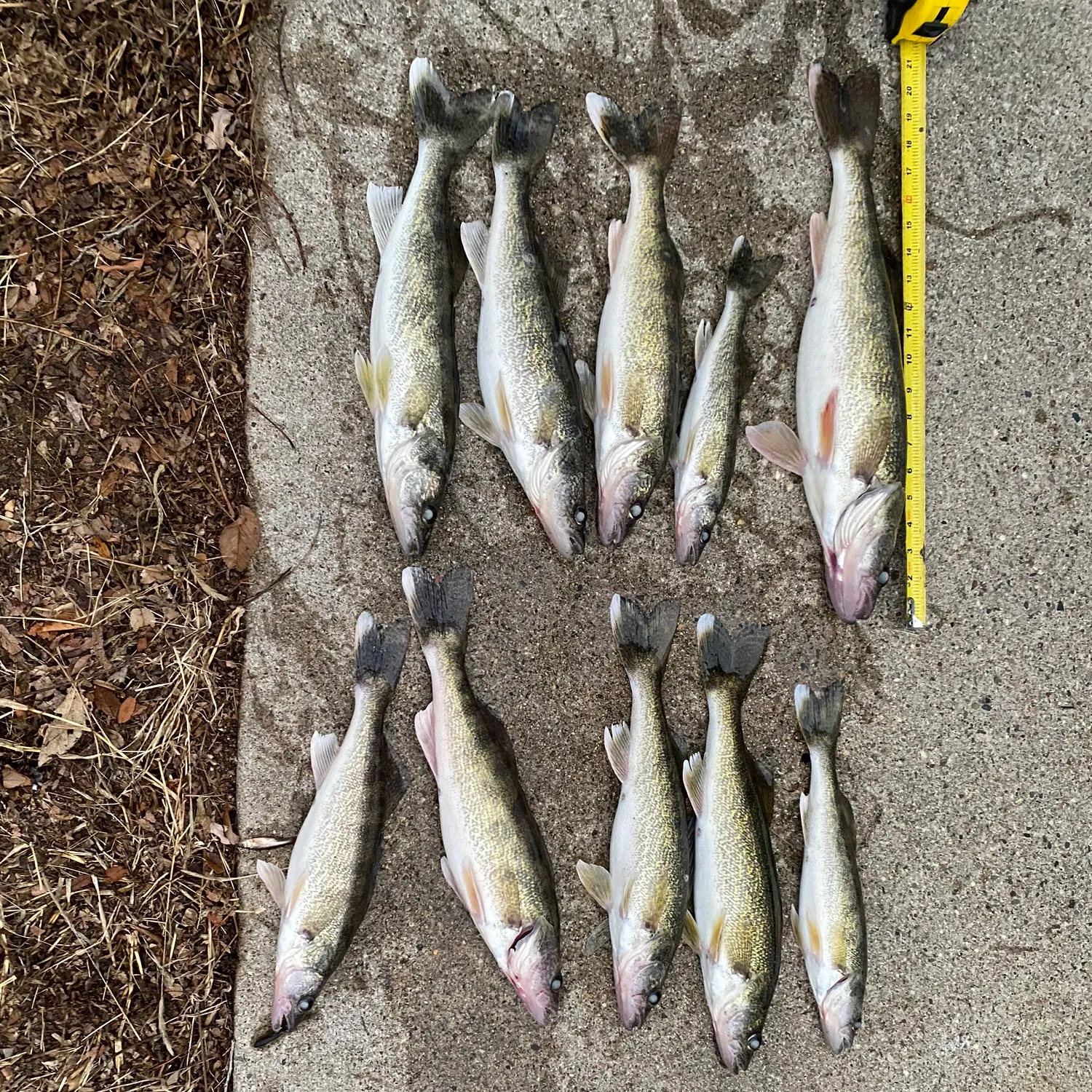 recently logged catches